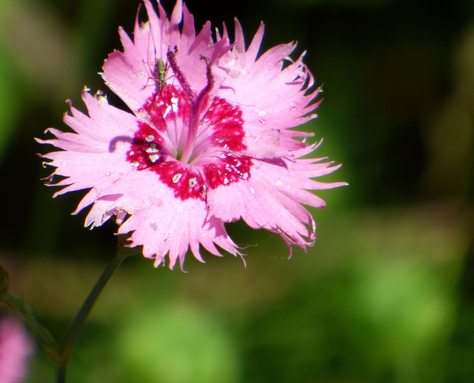 Panasonic DMC-FZ72 sample photo. Flower, summer, pink photography