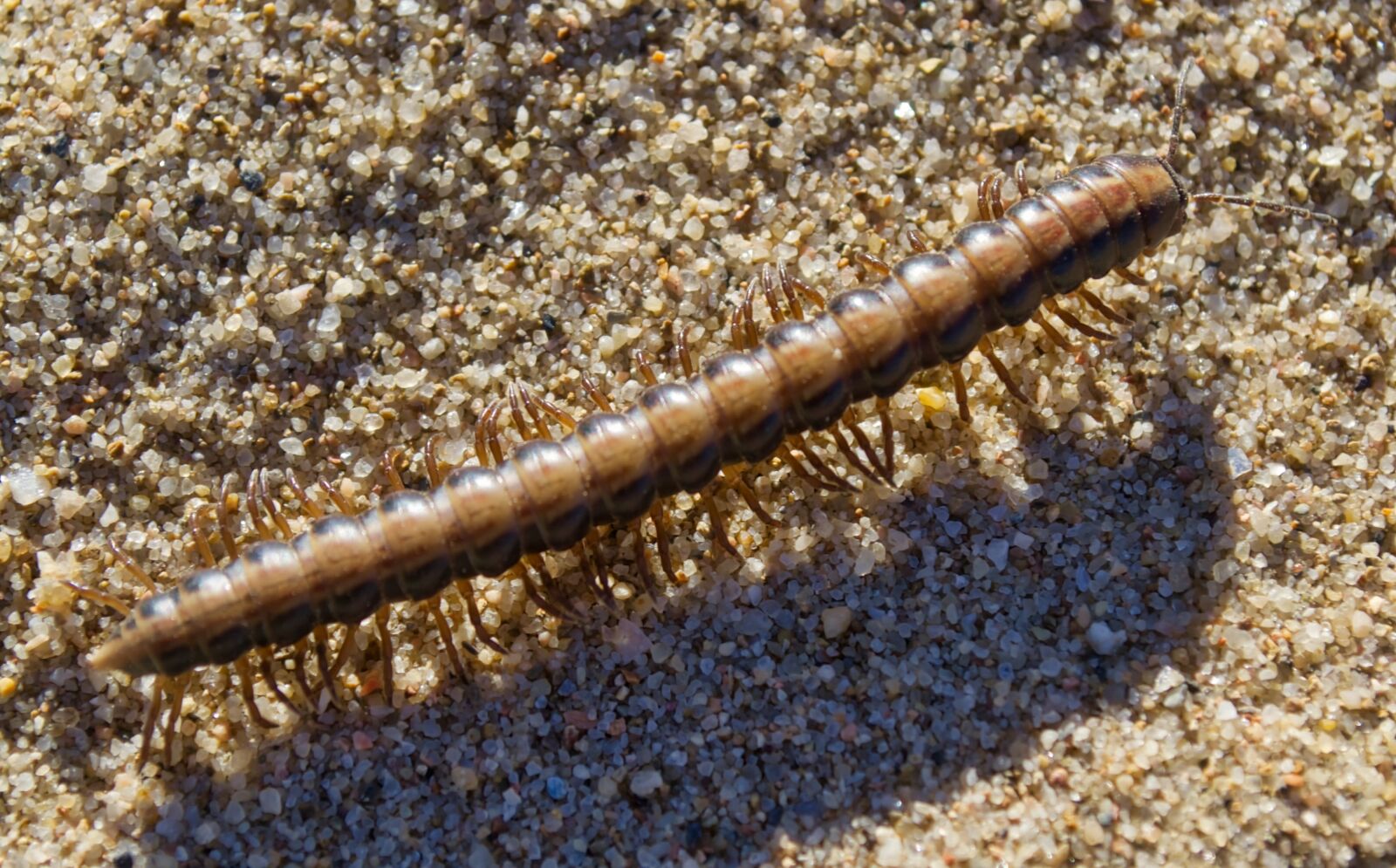 Nikon D3100 sample photo. Sand, beach, millipede photography