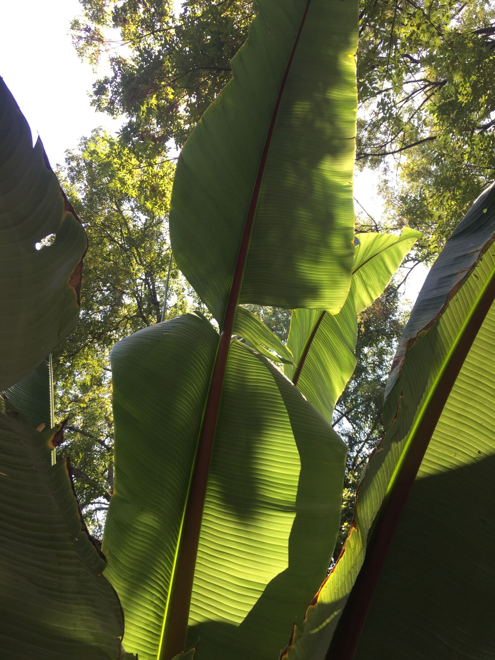 Apple iPhone 6 sample photo. Banana, leaves, leaf photography