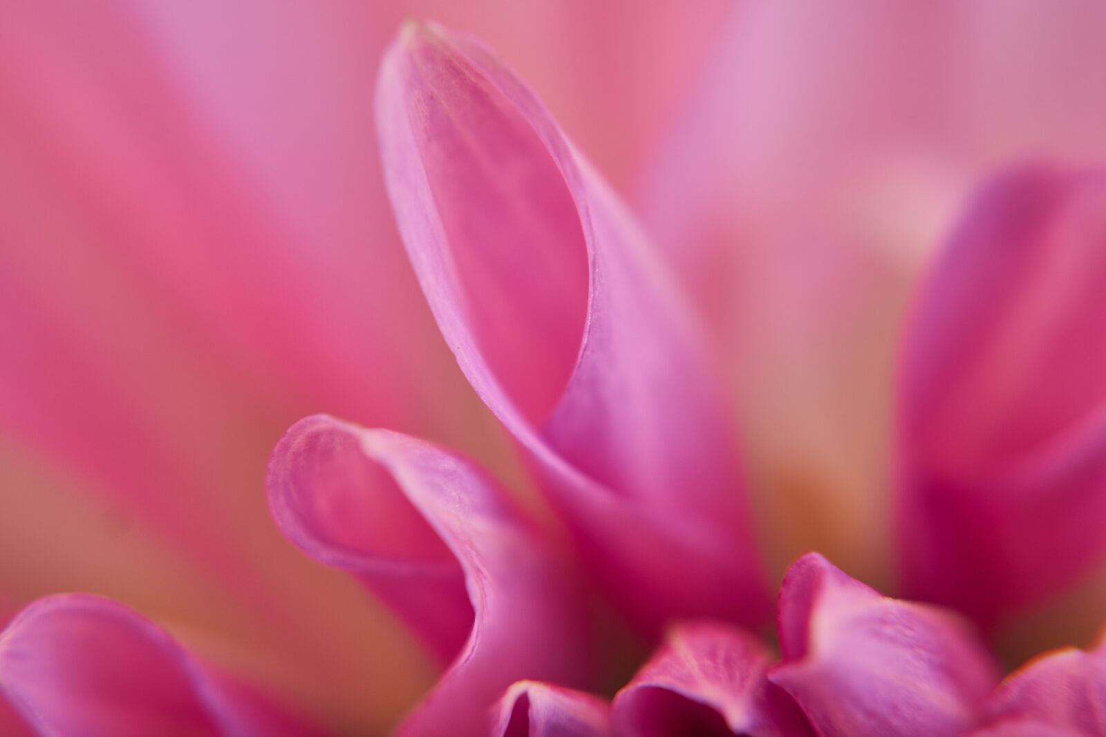 Sony E 50mm F1.8 OSS sample photo. Dahlia, blossom, bloom photography