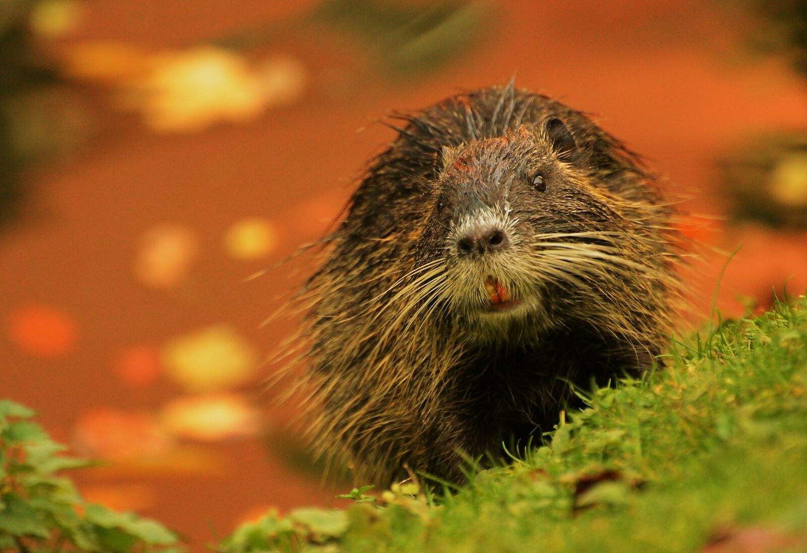 Nikon D3200 sample photo. Nutria, nature, animal world photography