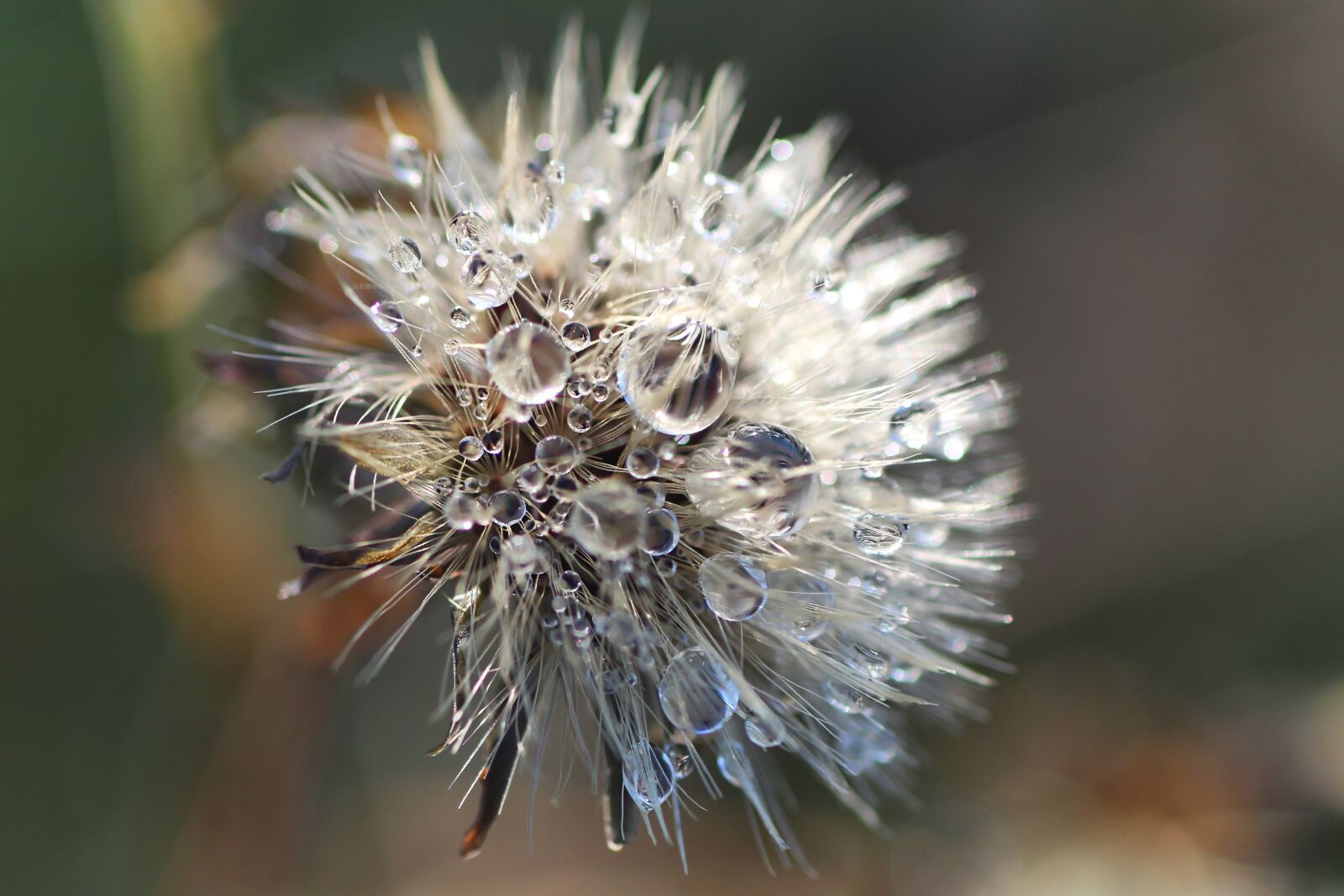 Tamron SP 90mm F2.8 Di VC USD 1:1 Macro sample photo. Dew, dewdrop, nature photography
