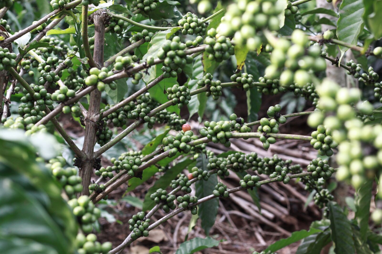 Canon EOS 50D sample photo. Coffee, green, brown photography