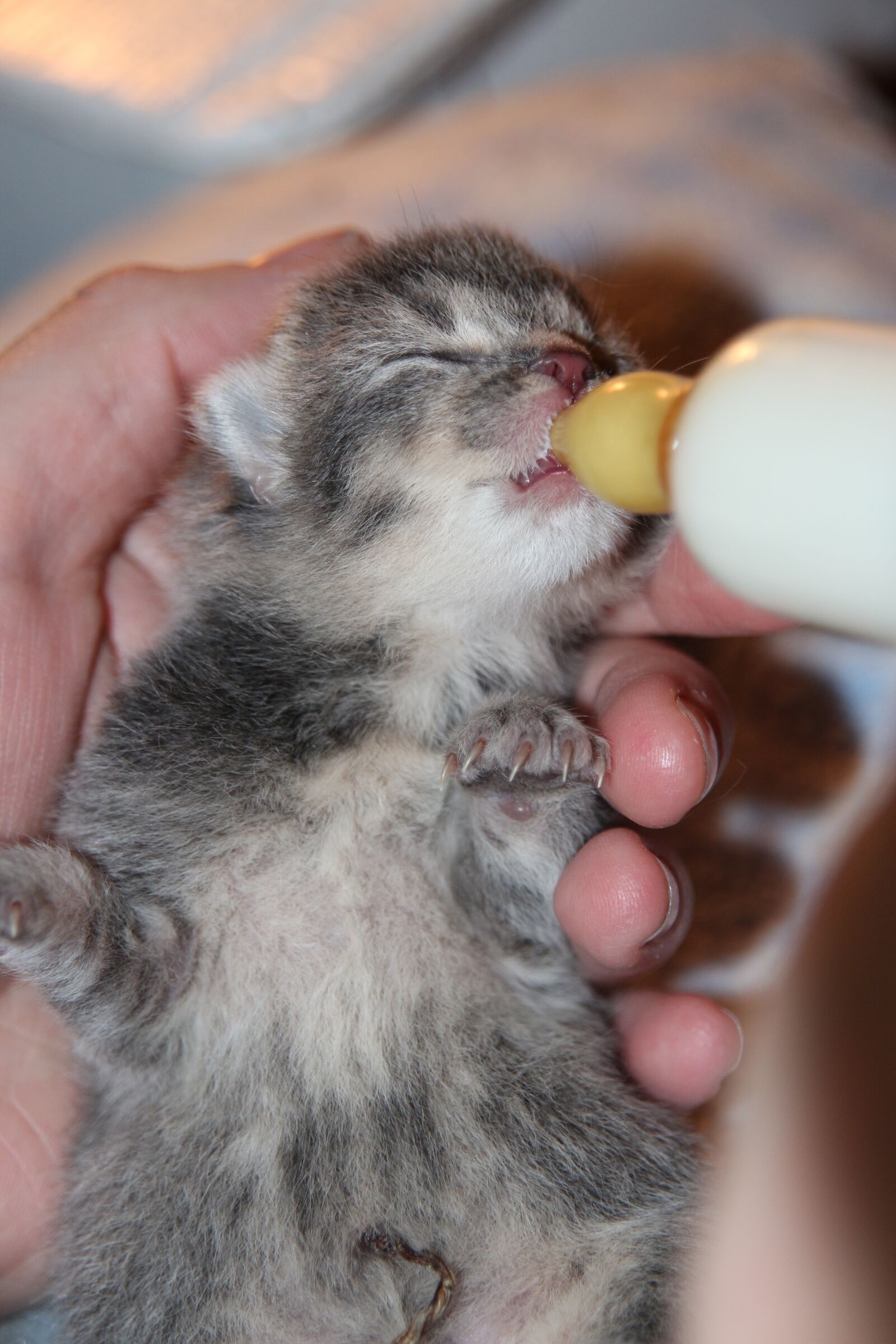 Canon EOS 650D (EOS Rebel T4i / EOS Kiss X6i) sample photo. Cat baby, hand rearing photography
