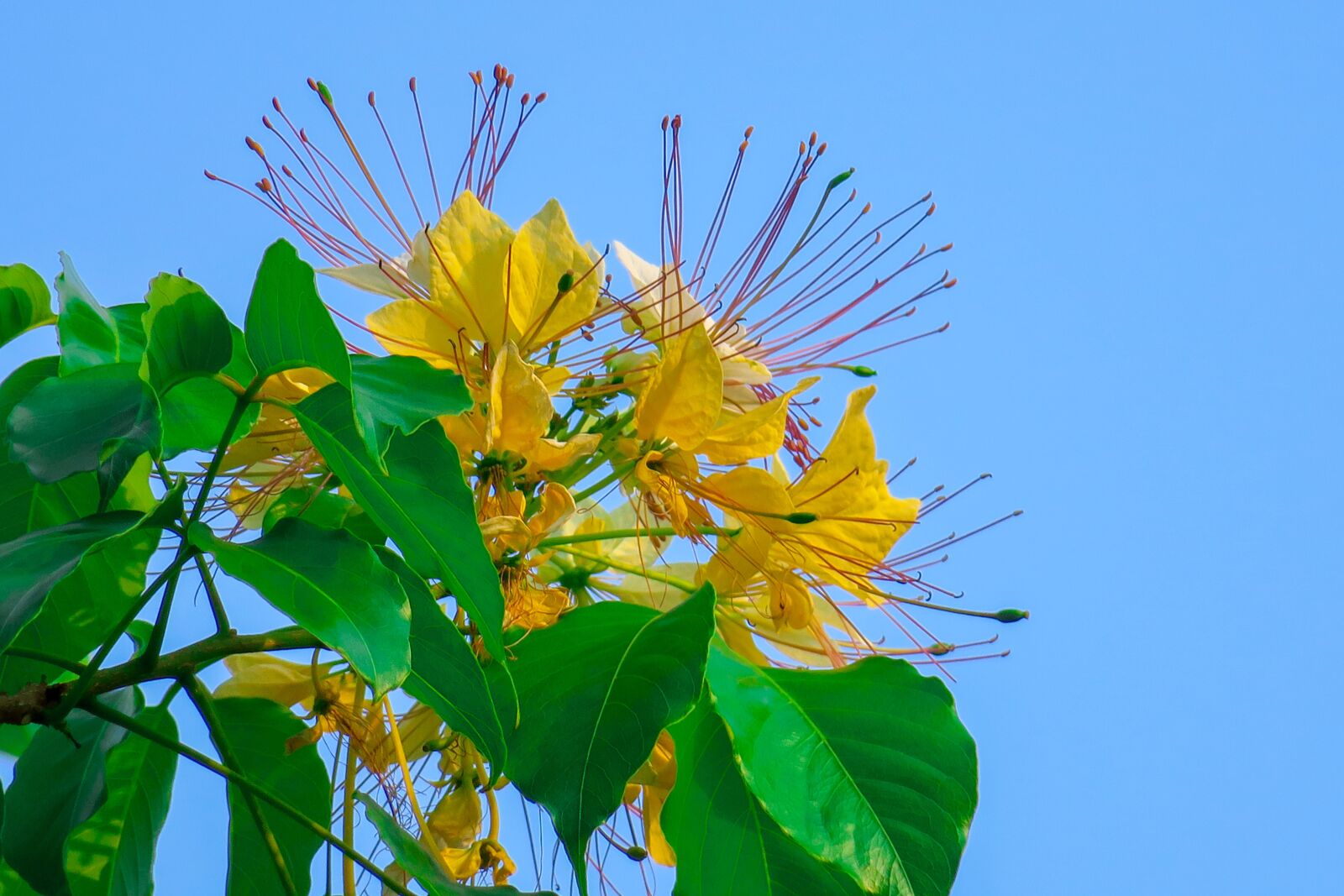 Canon PowerShot G3 X sample photo. Taiwan fish wood, plant photography