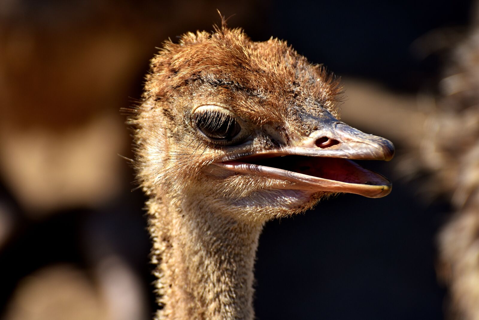 Nikon D7200 sample photo. Bouquet, ostrich farm, cute photography