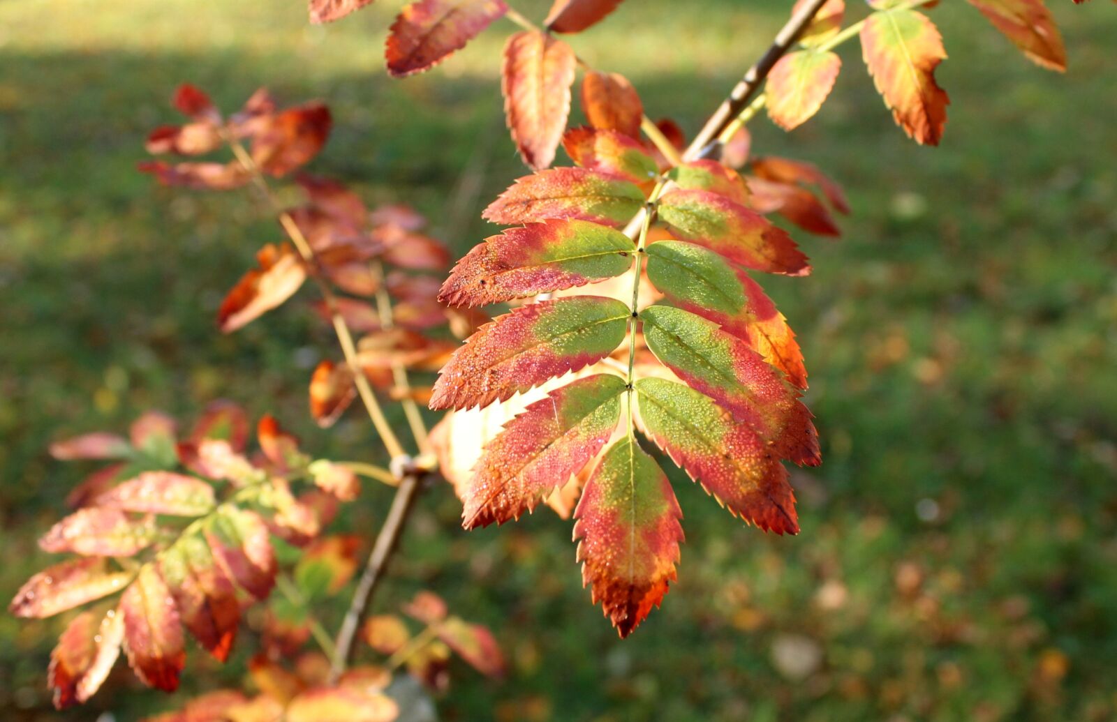 Canon EOS 1200D (EOS Rebel T5 / EOS Kiss X70 / EOS Hi) sample photo. Foliage, autumn, rowan photography