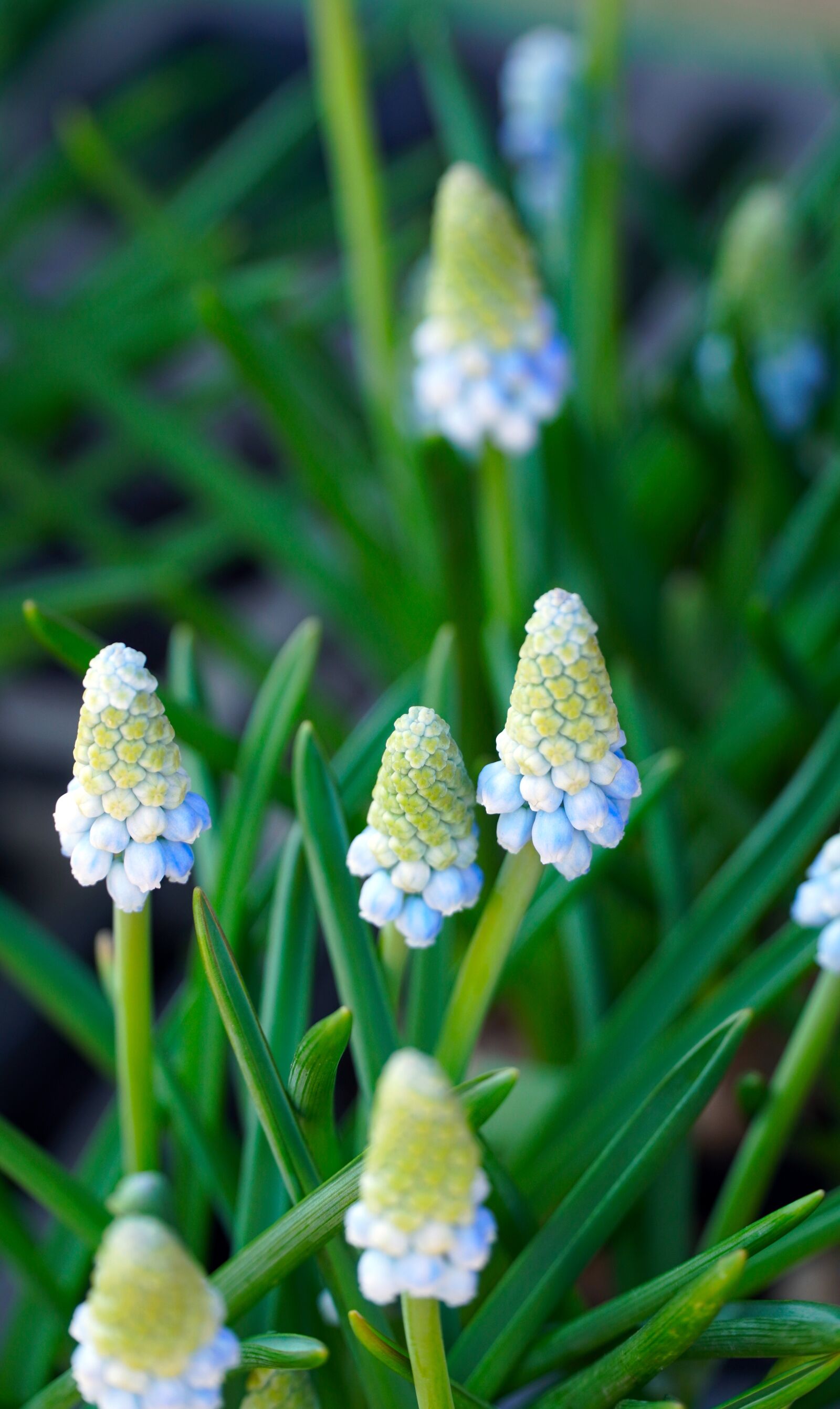 Sony E PZ 18-105mm F4 G OSS sample photo. Muscari, blossom, bloom photography