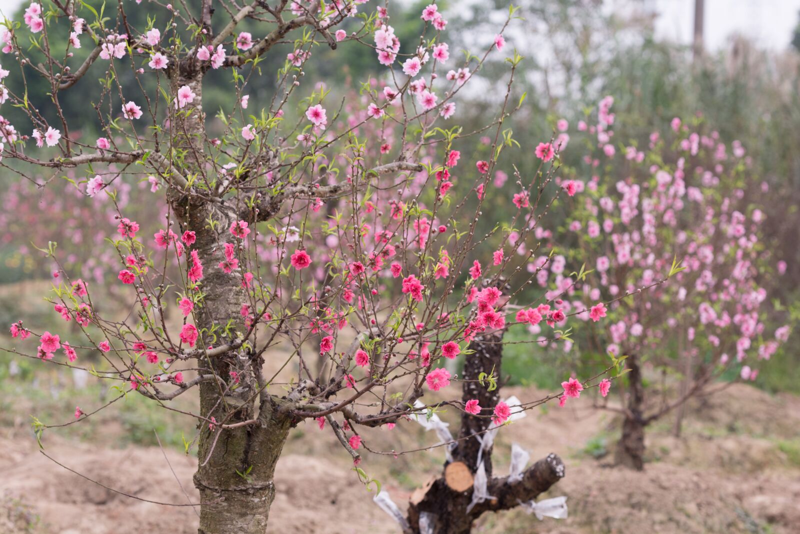 Nikon D7100 sample photo. Peach, peach flower, flower photography