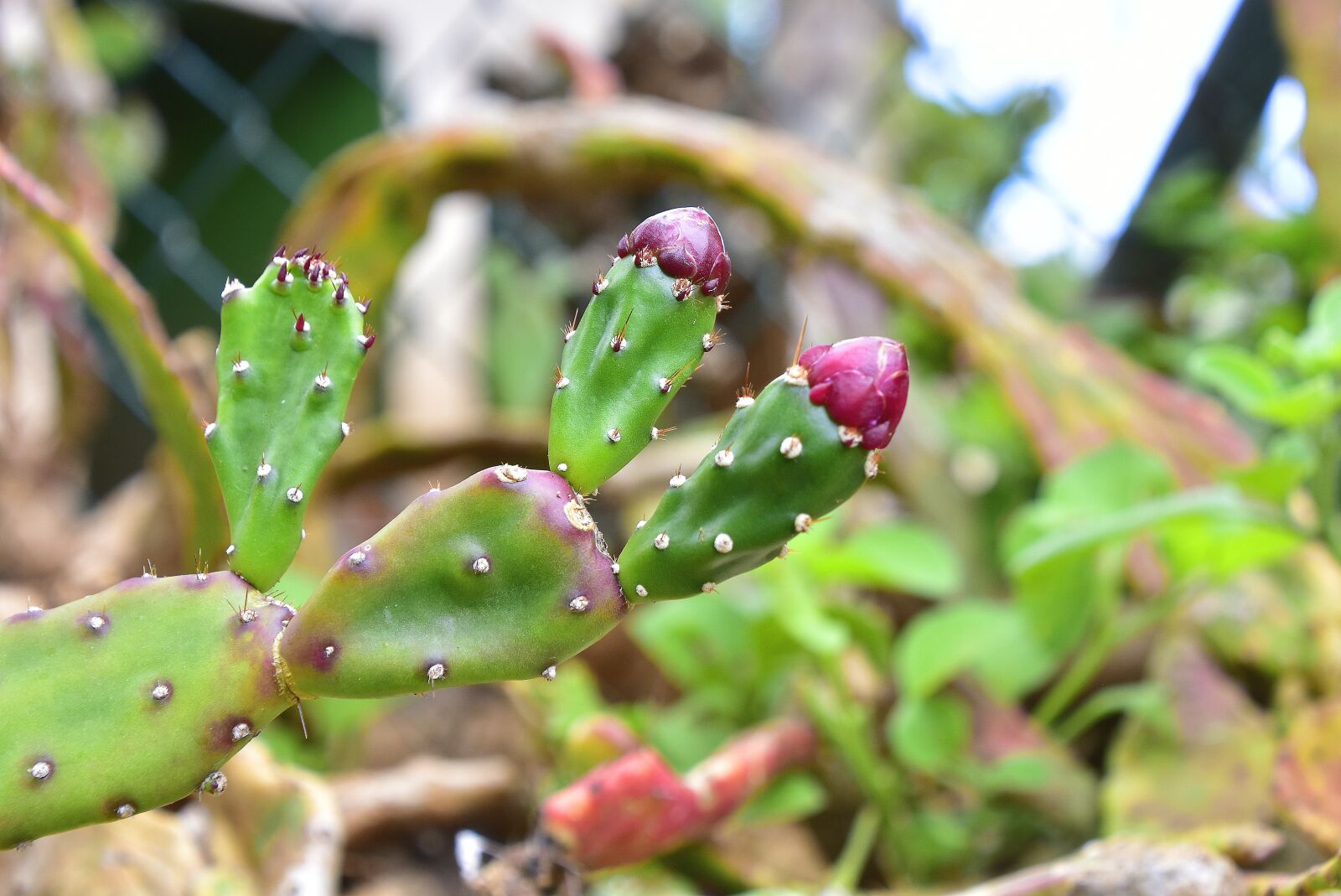 Nikon D7200 sample photo. Garden, cactus, flowering cactus photography