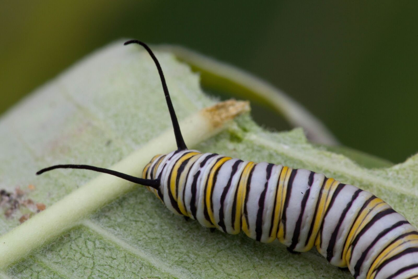 Canon EOS 5D Mark II sample photo. Insect, larvae, head photography