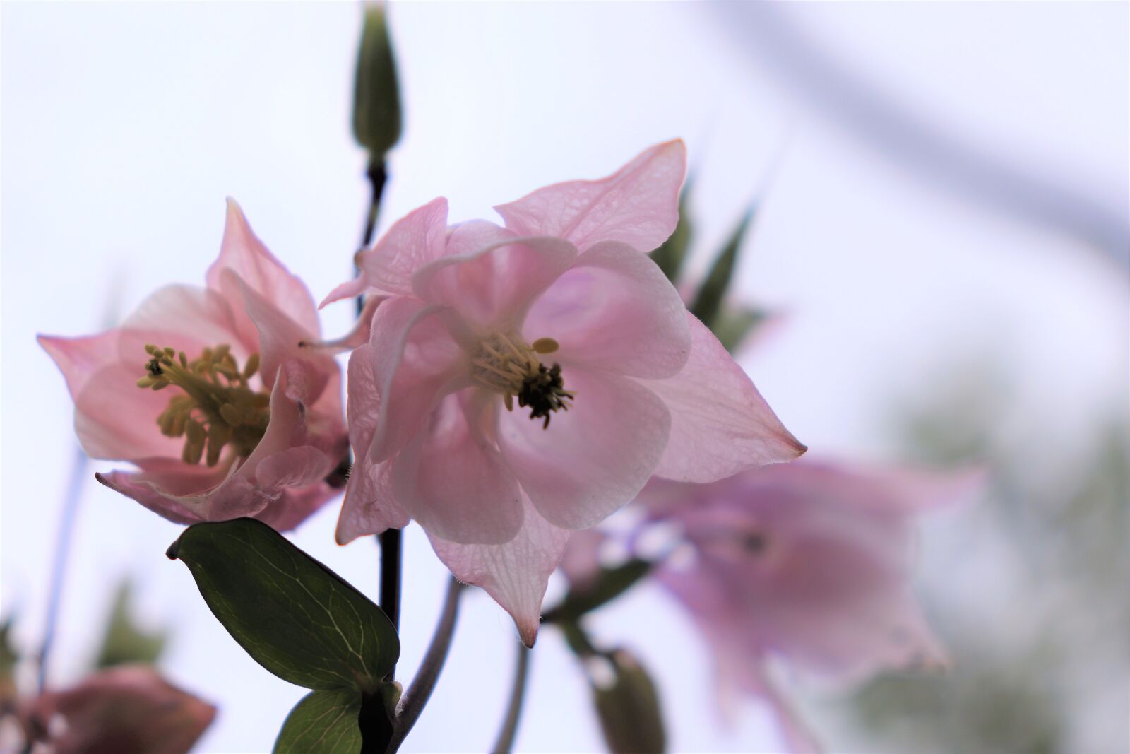 Canon EOS 800D (EOS Rebel T7i / EOS Kiss X9i) sample photo. Flowers, tender, rose photography