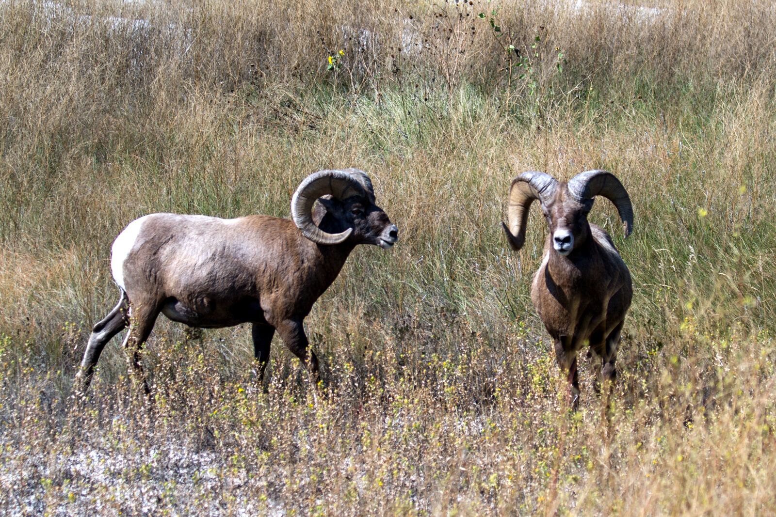 Canon EOS 7D sample photo. Mountain sheep, sheep, wild photography