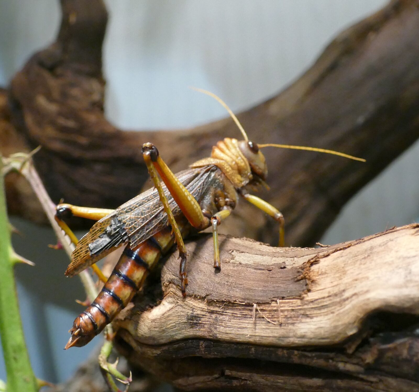 Panasonic Lumix DMC-FZ1000 sample photo. Insect, vermin, zoo photography