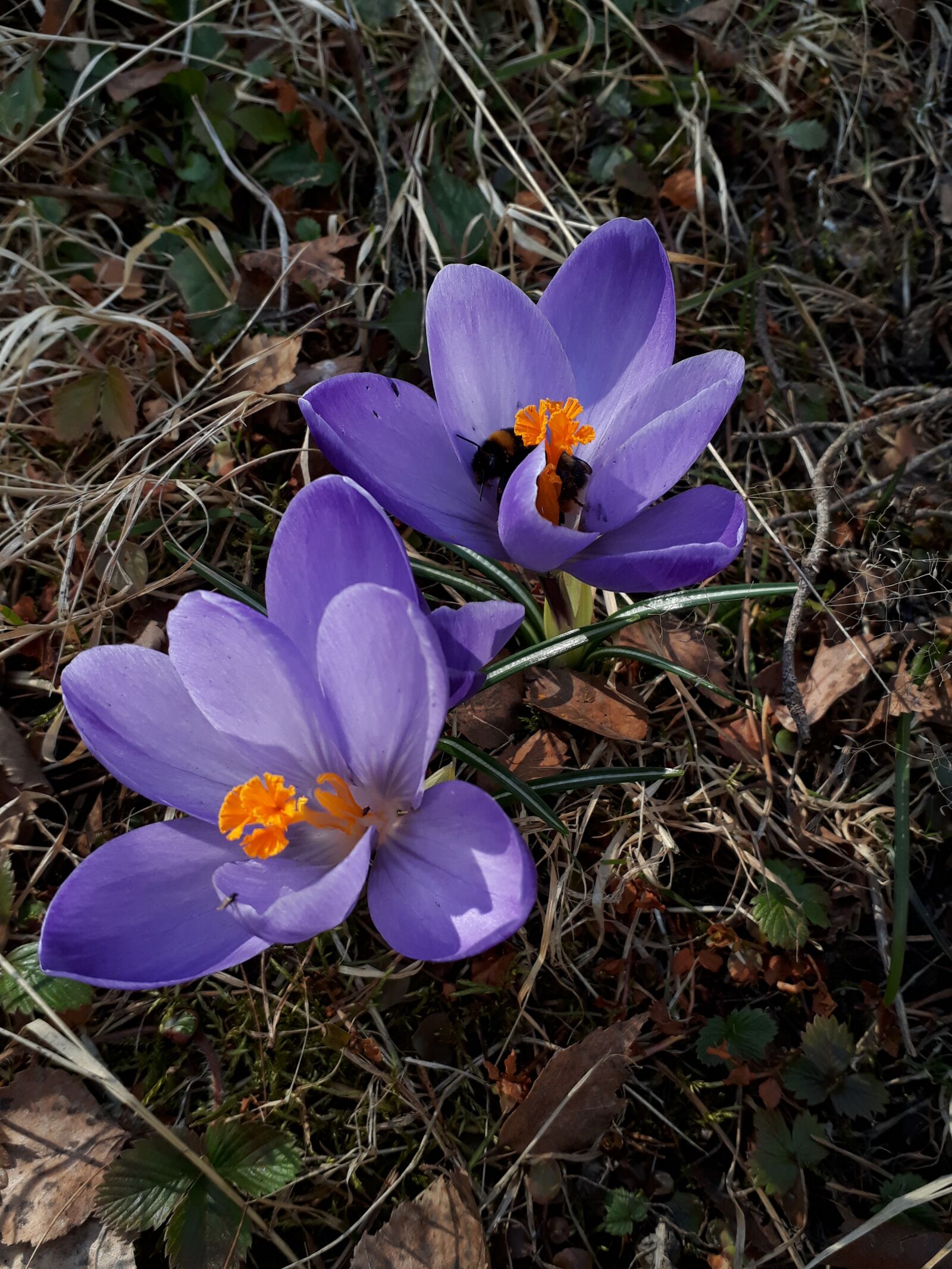 Samsung Galaxy A3(2017) sample photo. Spring, day dream, bumble-bee photography