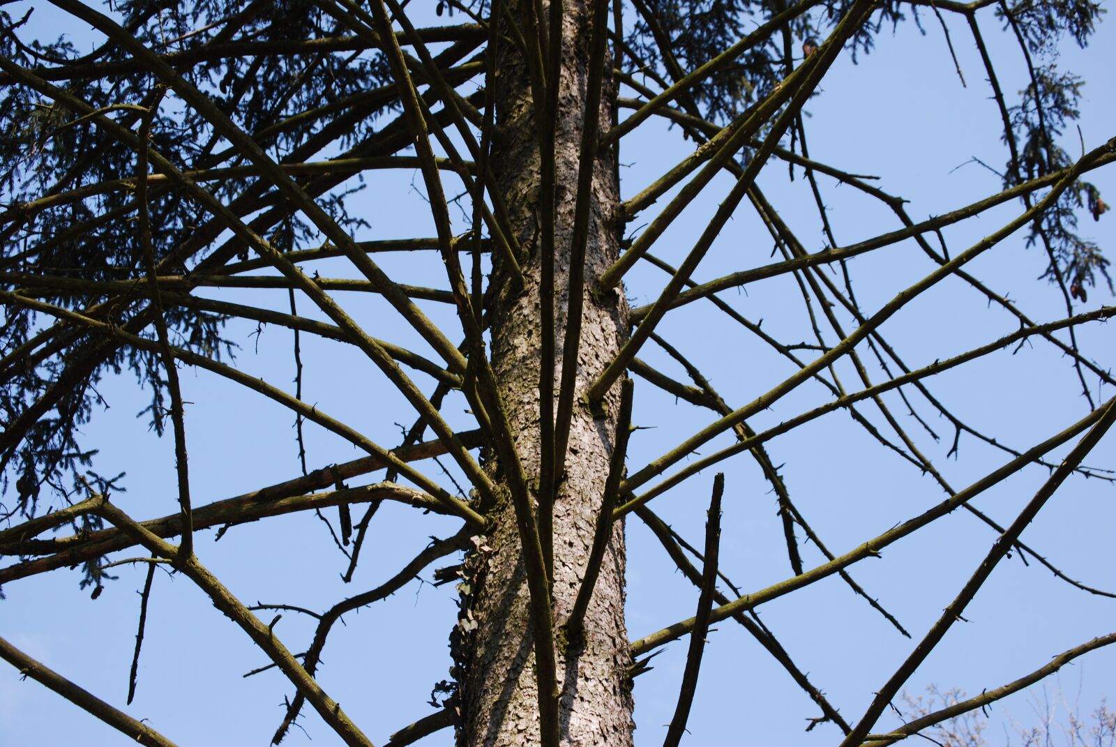 Nikon D60 sample photo. Wood, pine, pine wood photography