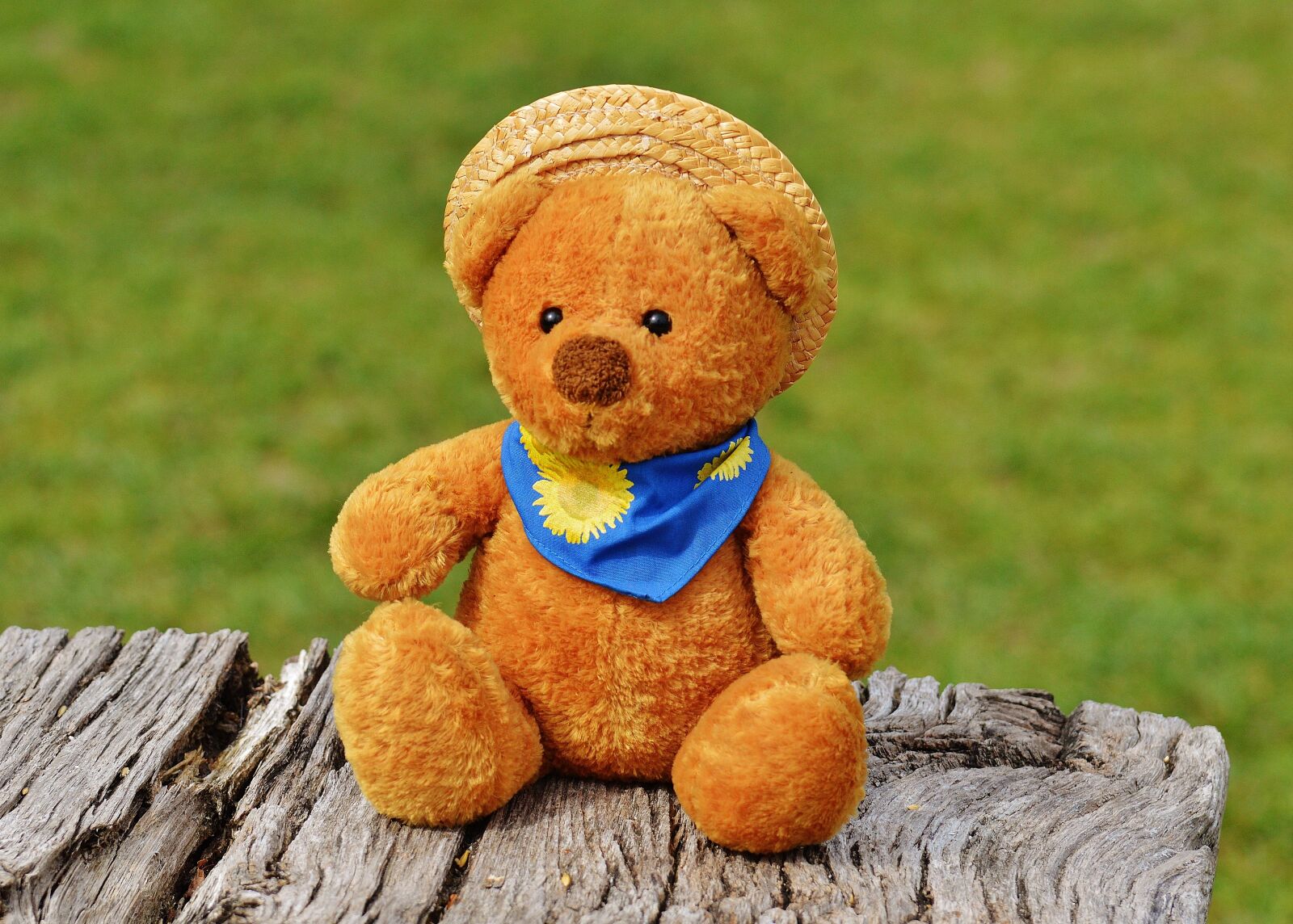 Nikon D3200 sample photo. Bear, teddy, soft toy photography