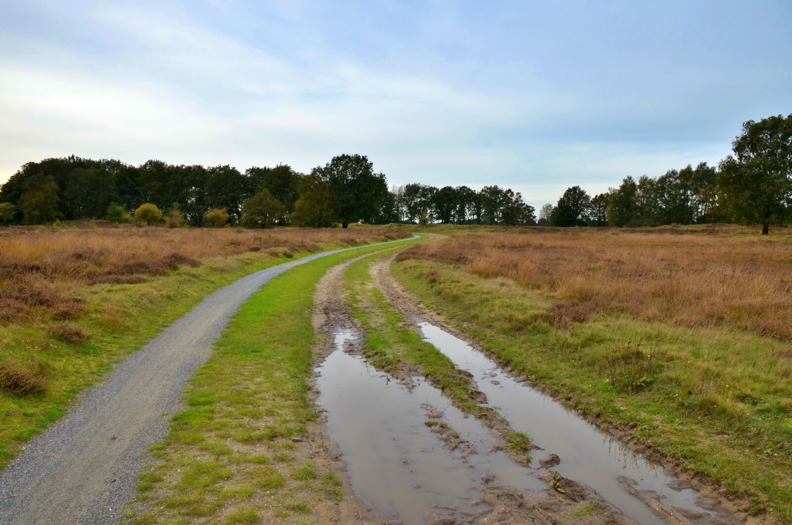 Nikon D7000 sample photo. Balloerveld, netherlands, heide photography