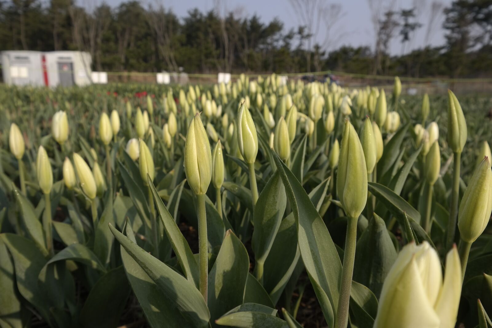 Samsung NX300 sample photo. Tulip, flower, spring photography