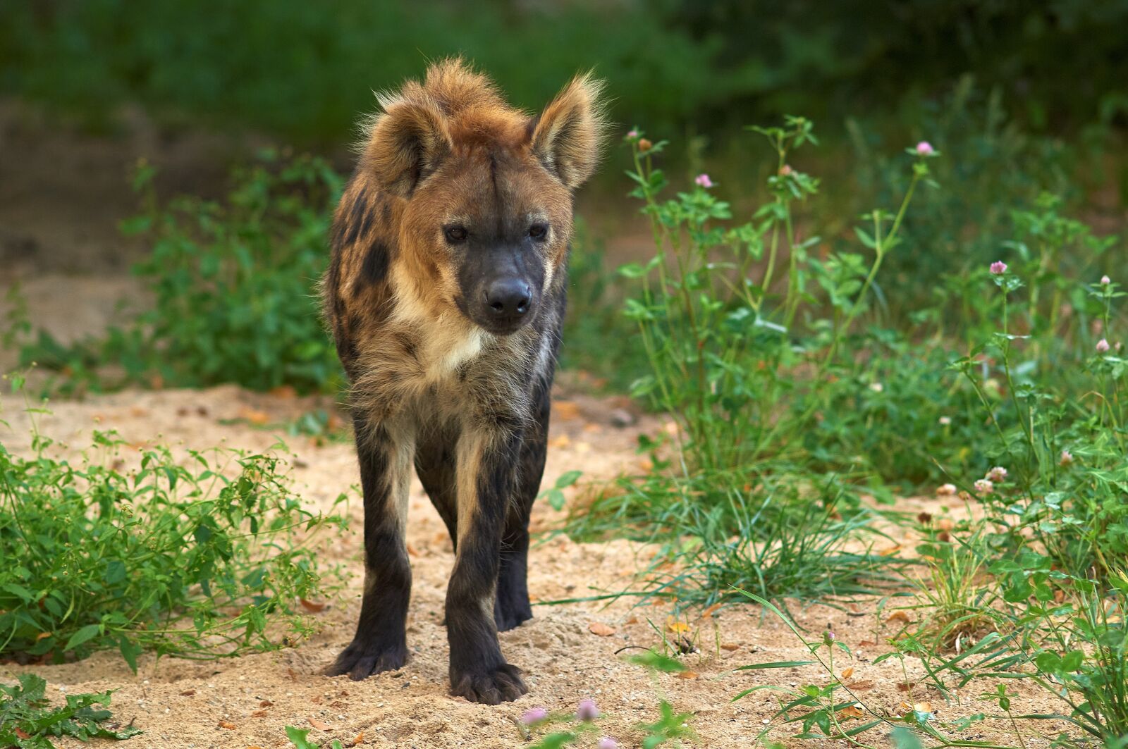 Nikon D2X sample photo. Hyena, carnivore, mammal photography