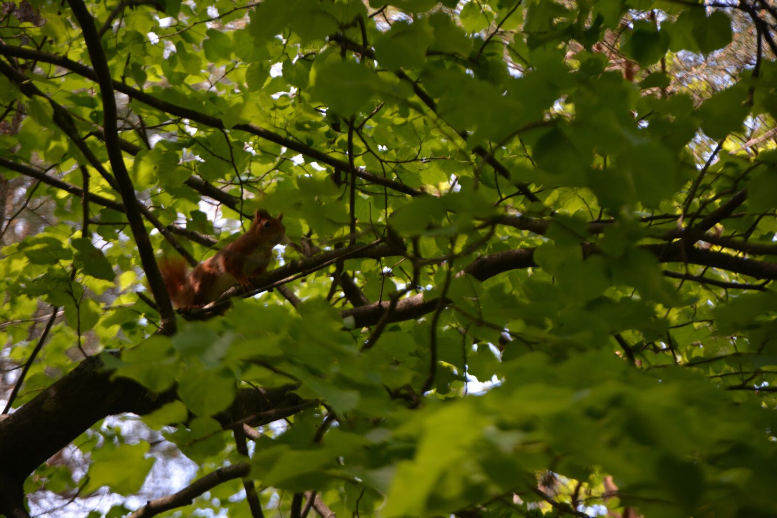 Nikon D7100 sample photo. Nature, squirrel, forest photography