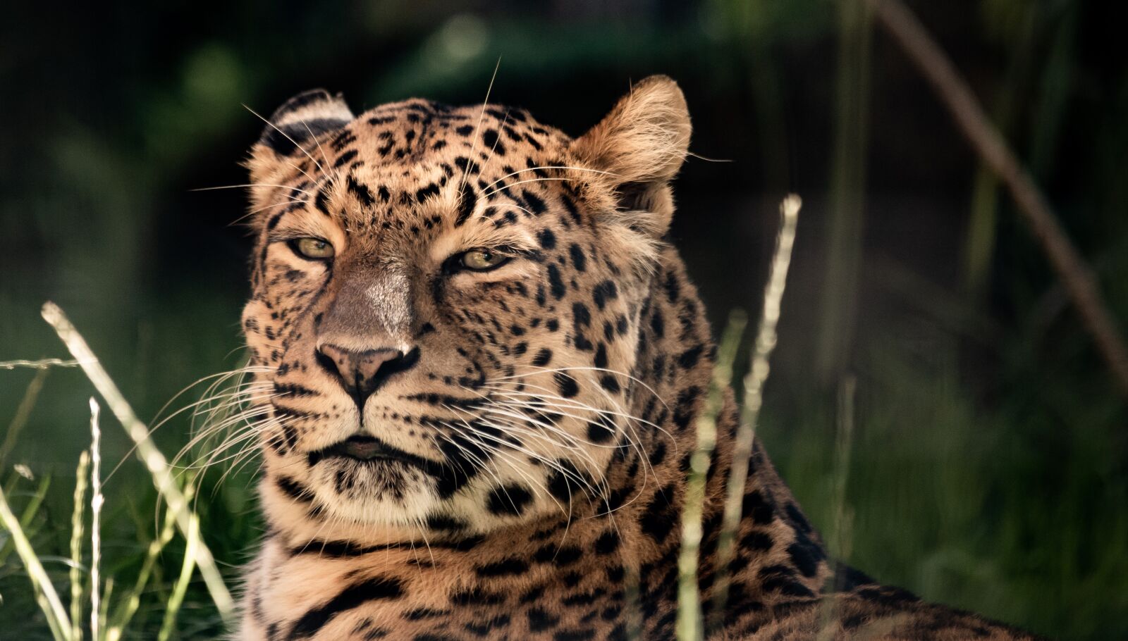 Canon EF 70-300mm F4-5.6 IS USM sample photo. Leopard, carnivore, mammal photography