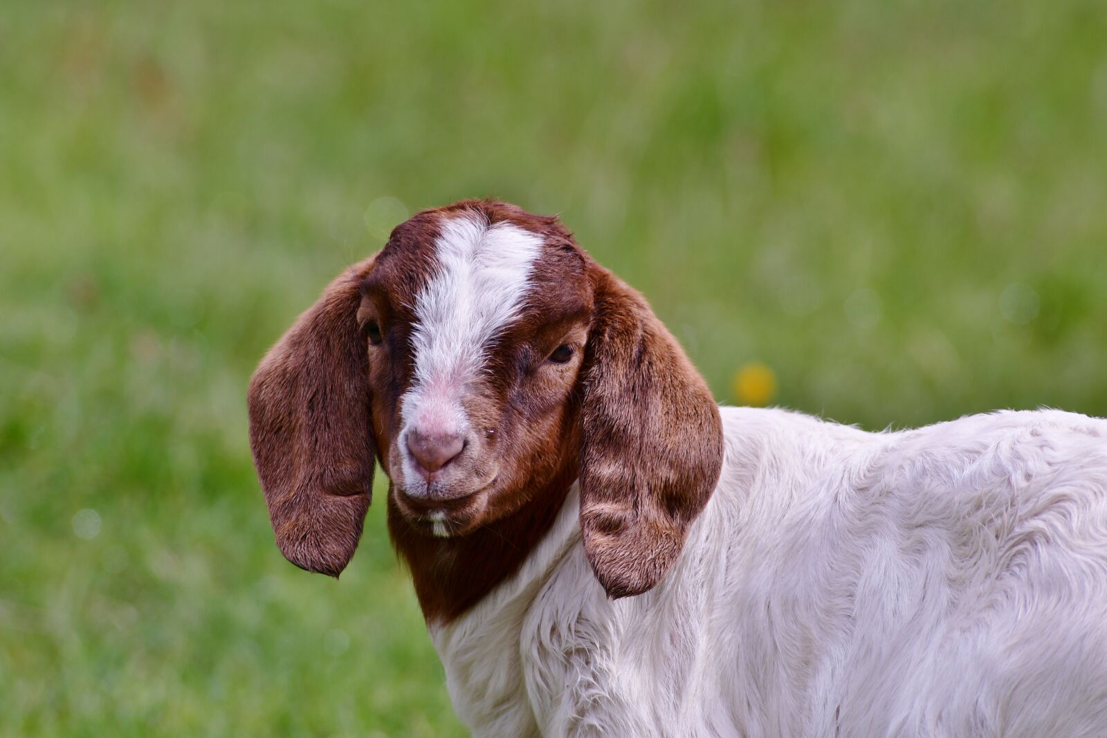 Nikon D500 sample photo. Kid, mammal, goat photography