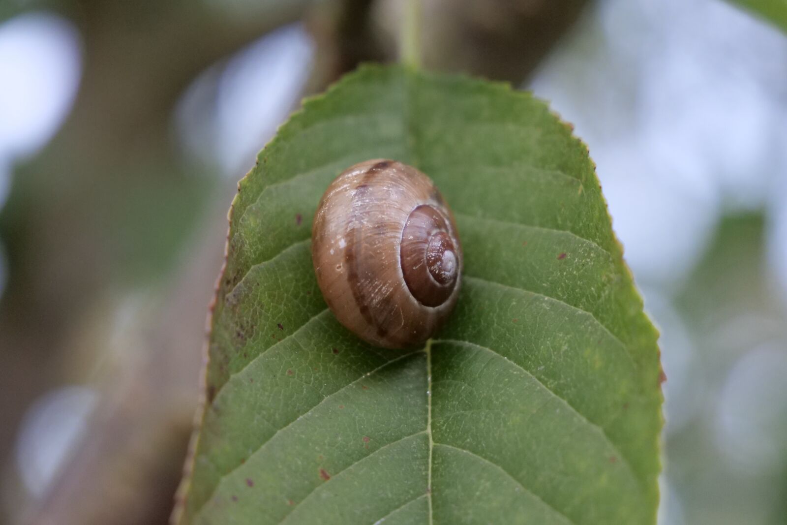 Panasonic Lumix DC-G9 sample photo. Nature, snail, leaf photography