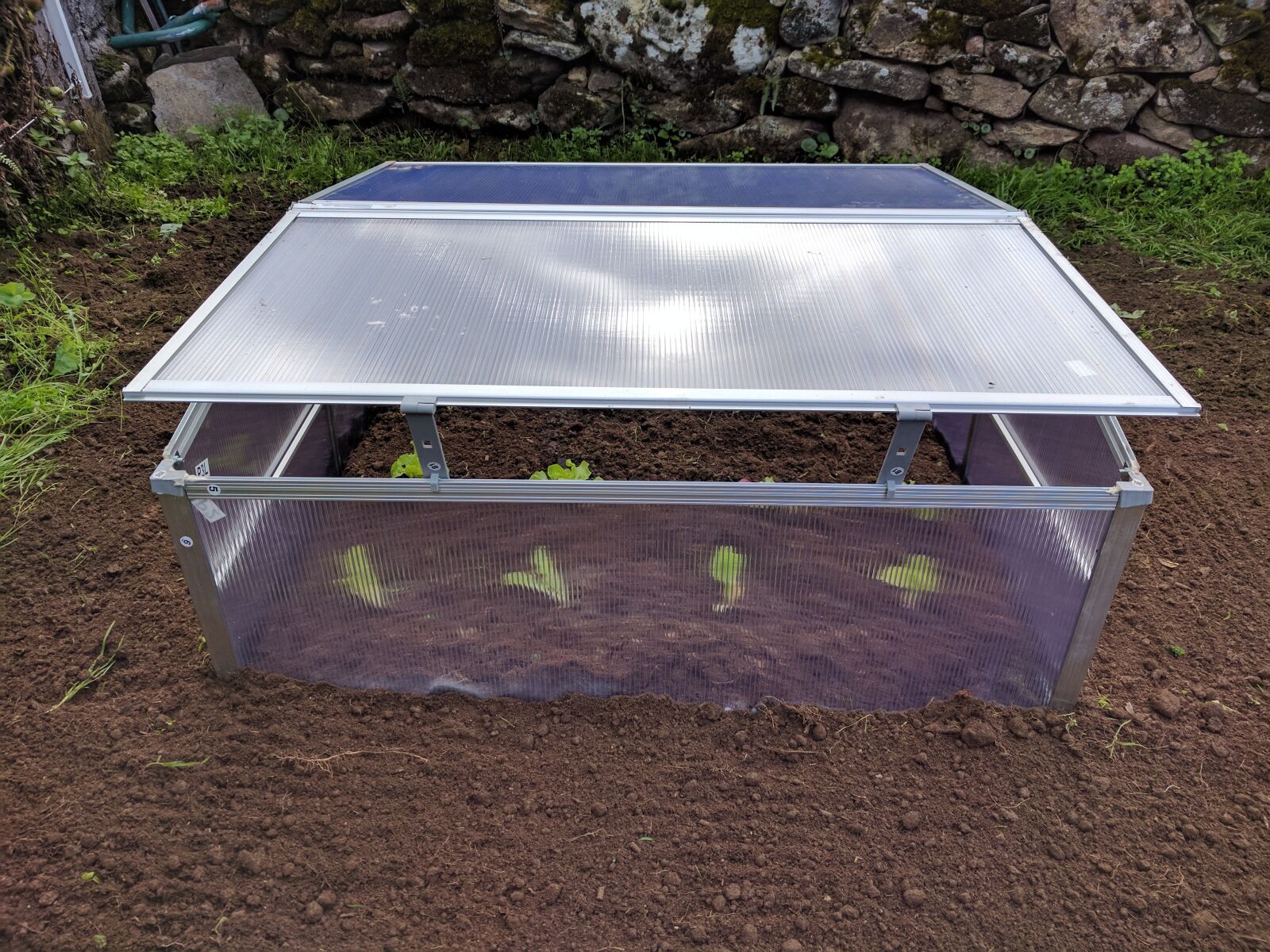 LG Nexus 5X sample photo. Mini greenhouse, lettuce, orchard photography