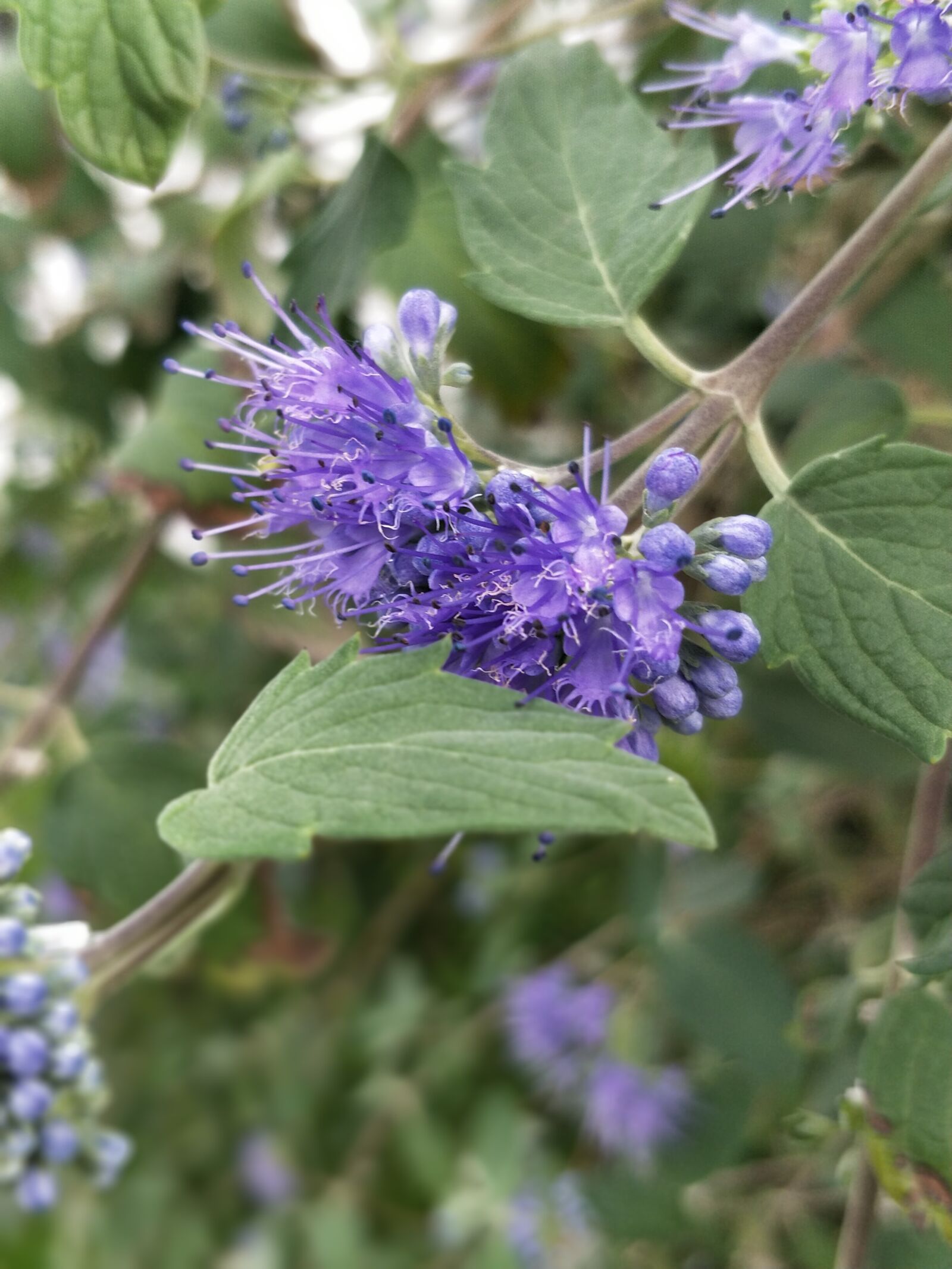 OnePlus 5 sample photo. Purple, flower, have photography