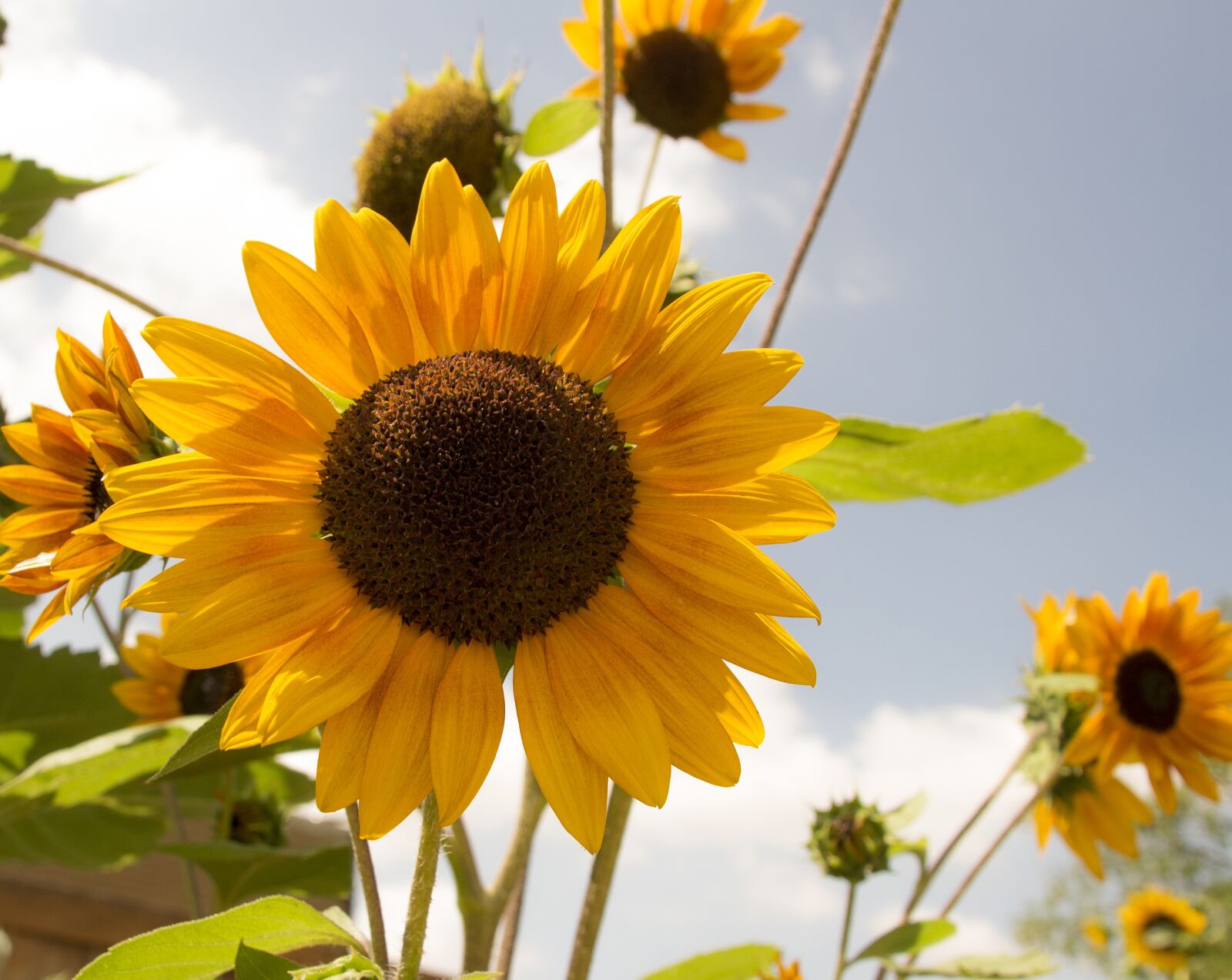 Canon EOS 100D (EOS Rebel SL1 / EOS Kiss X7) sample photo. Sunflower, sunshine, summer photography