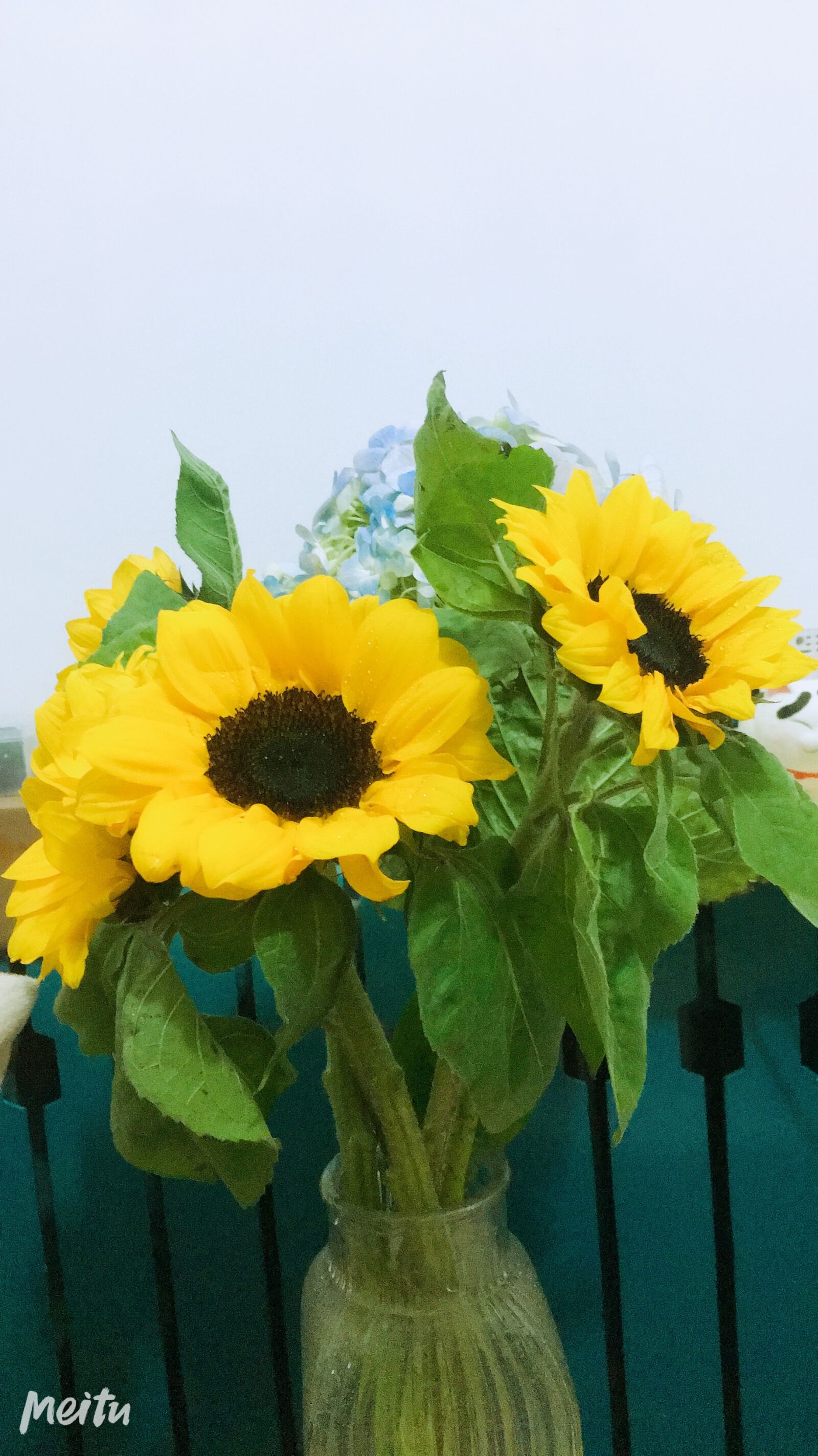 Apple iPhone 6s sample photo. Flower, sunflower, bloom photography
