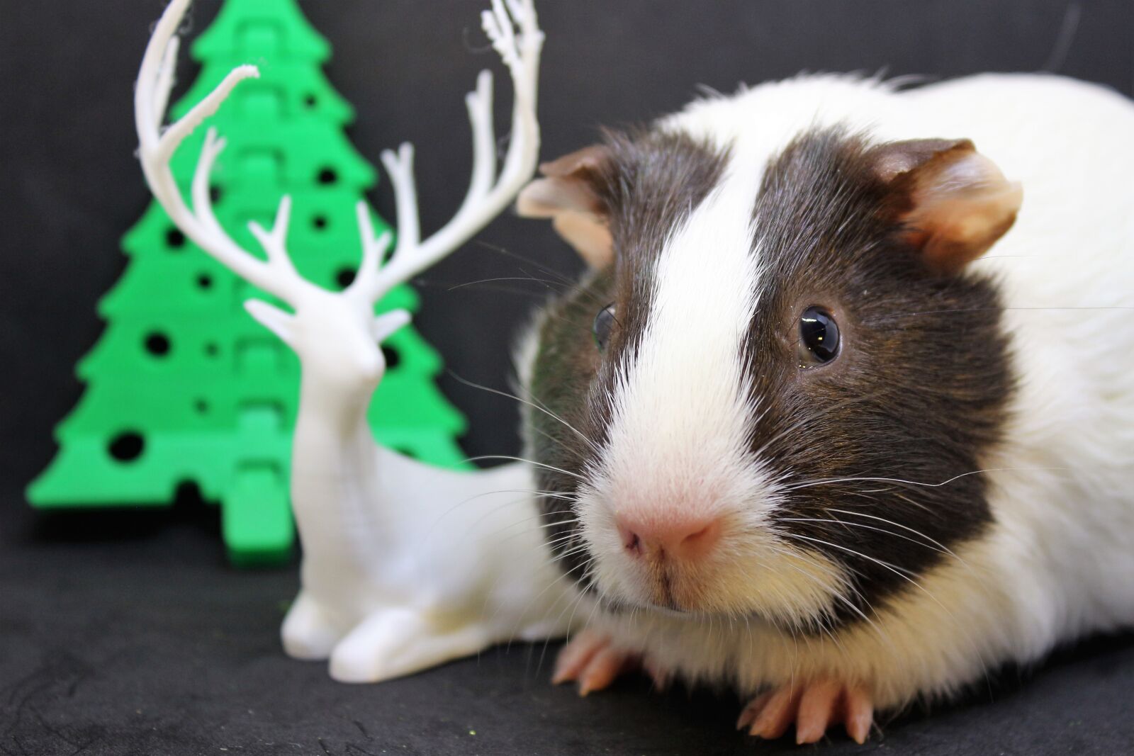Canon EF-S 18-55mm F3.5-5.6 IS sample photo. Guinea pig, sweet, cute photography
