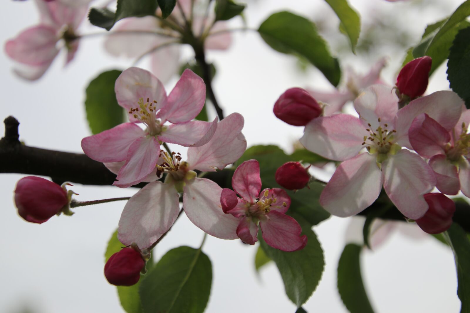 Canon EOS 80D sample photo. Nature, spring, flowers photography