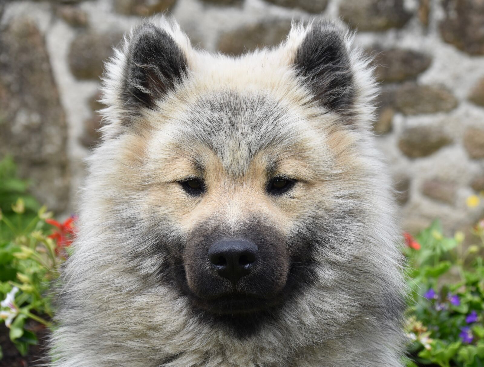 Nikon D5600 sample photo. Dog, pup, dog eurasier photography