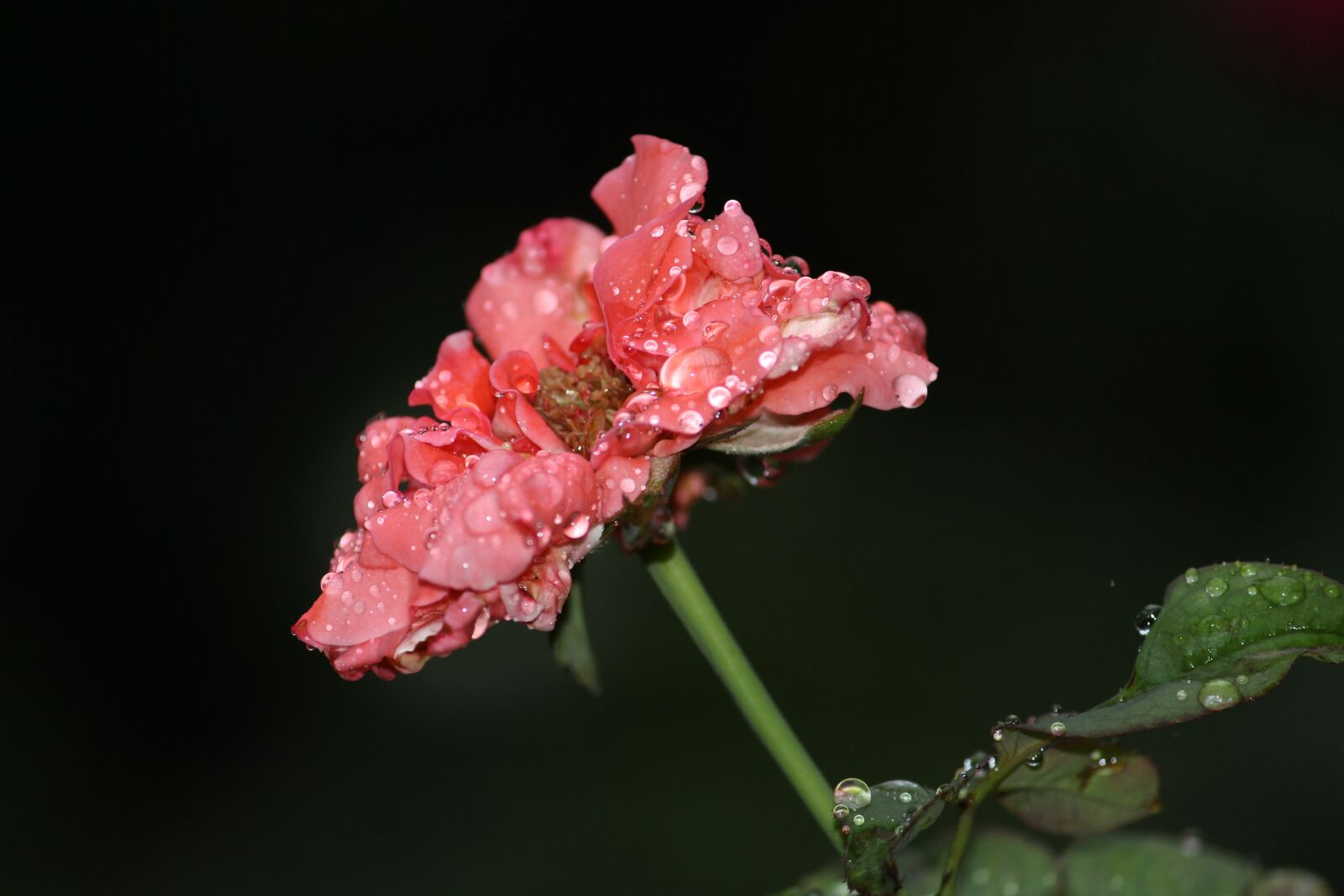 Canon EF-S 55-250mm F4-5.6 IS II sample photo. Flower, rose, rain photography