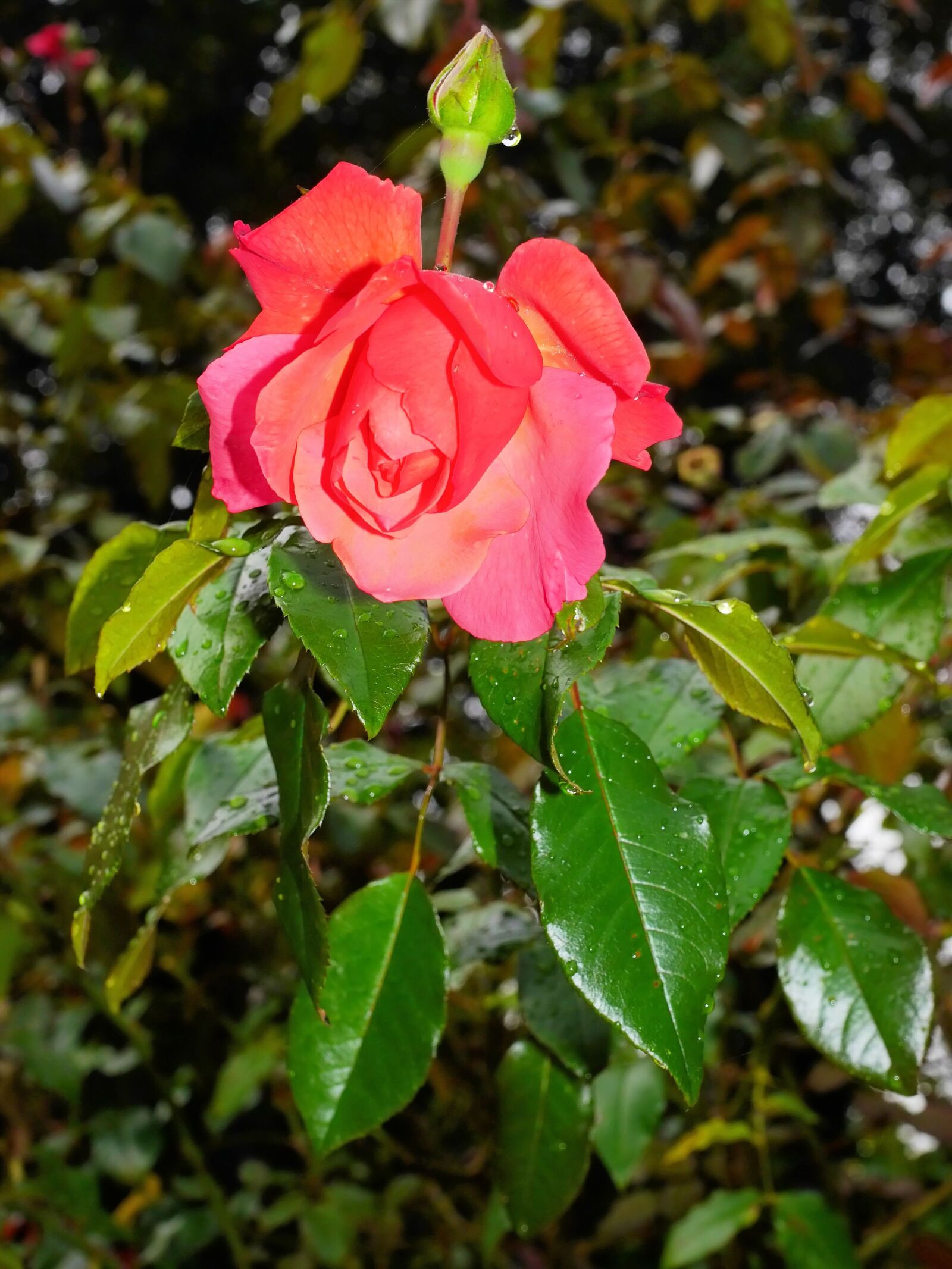 Panasonic Lumix DMC-G6 sample photo. Flower, blossom, bloom photography