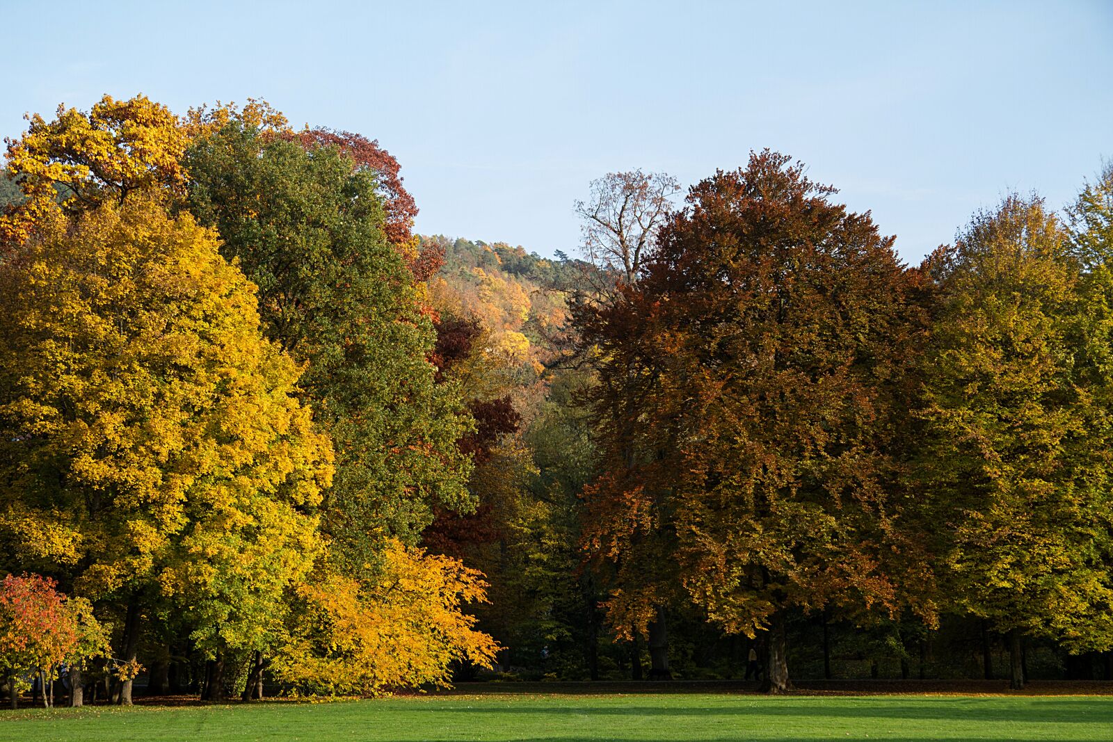 Canon EOS 7D sample photo. Autumn, leaves, fall leaves photography