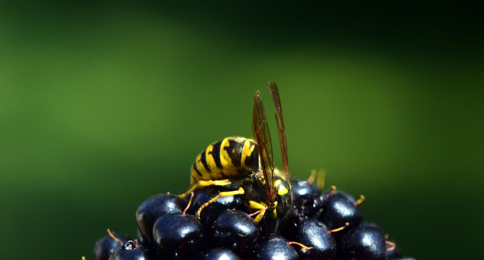 Nikon D3300 sample photo. Wasp, blackberry, nature photography