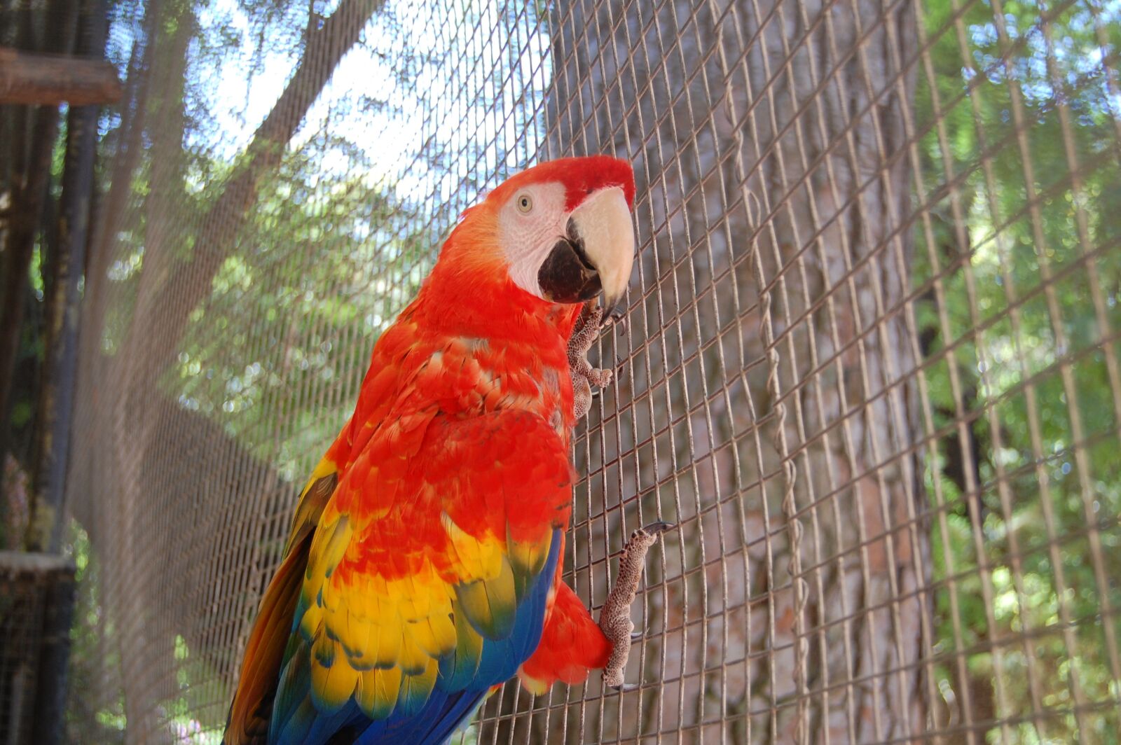 Nikon D40 sample photo. Parrot, ave, animals photography
