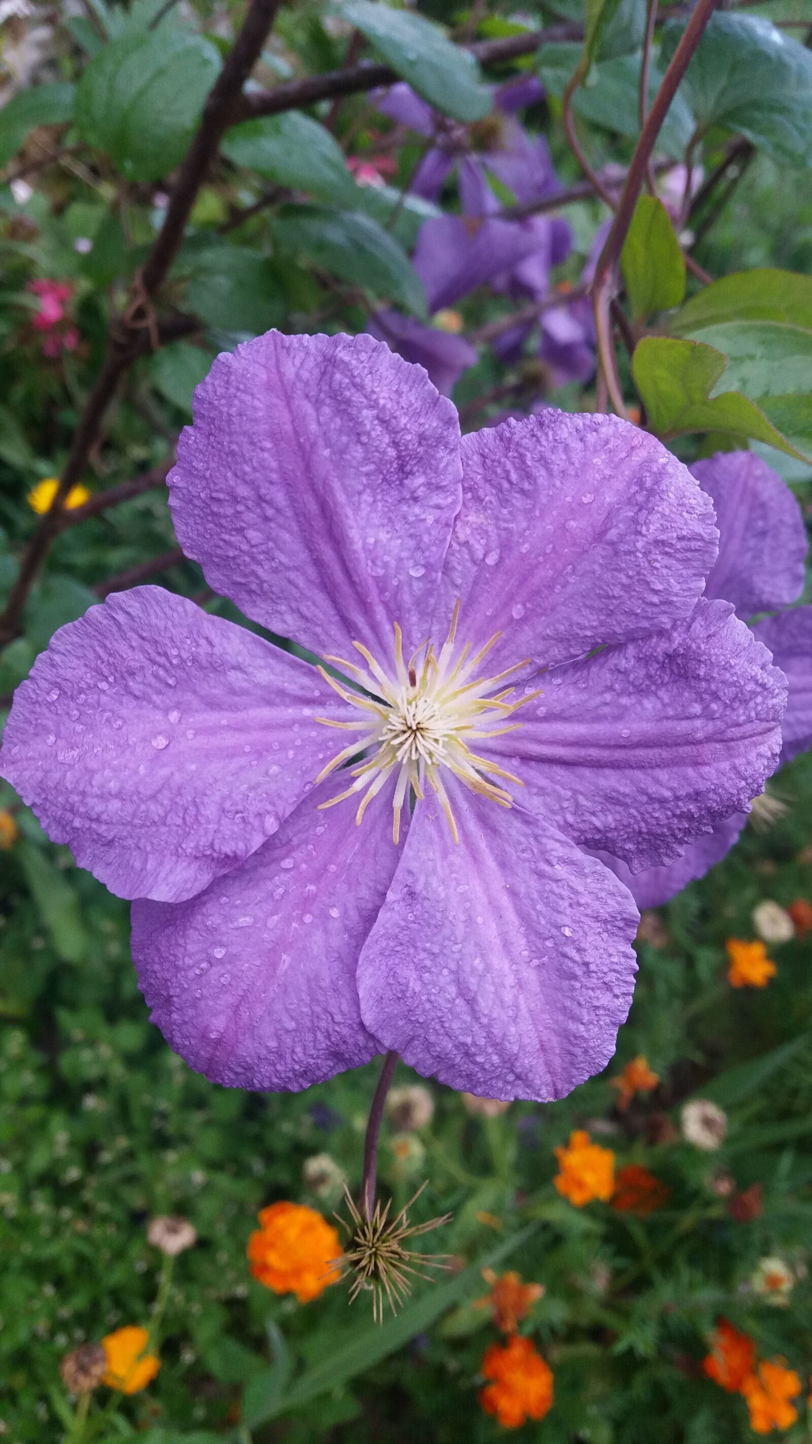 Samsung Galaxy J5 sample photo. Purple black flower, kvity photography