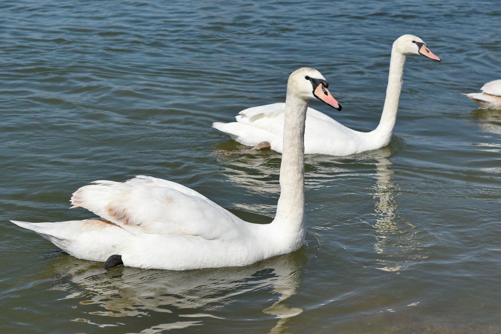 Nikon D5500 sample photo. Neck, water, bird, lake photography