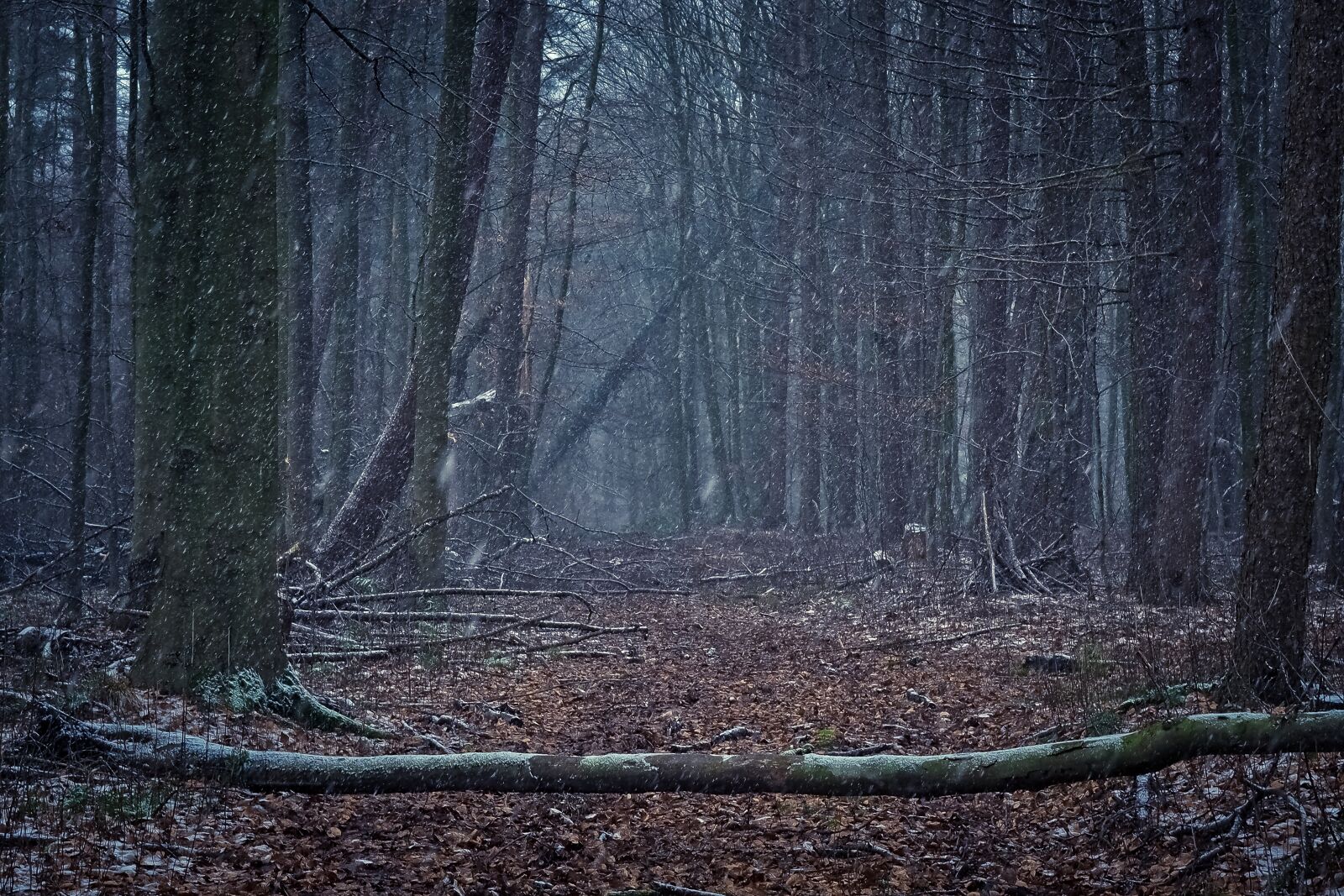 Olympus OM-D E-M10 sample photo. Forest, nature, landscape photography