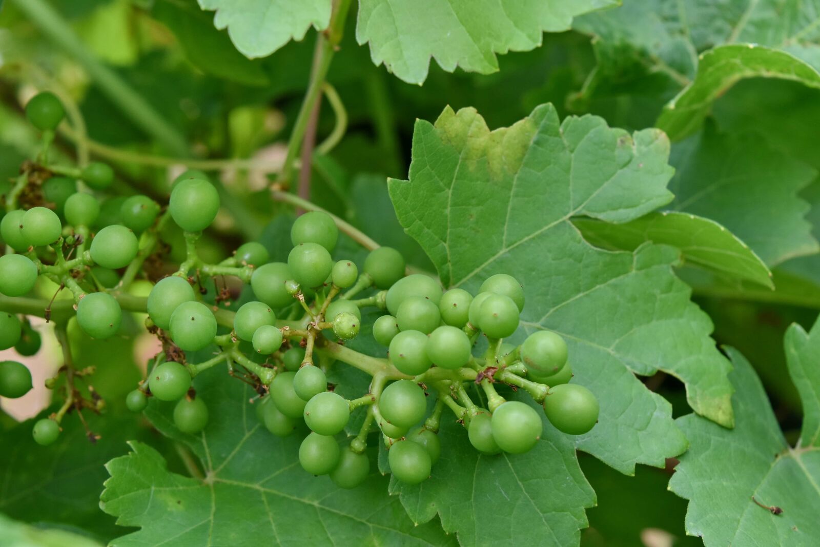 Nikon D5500 sample photo. Grapes, grapevine, green leaves photography