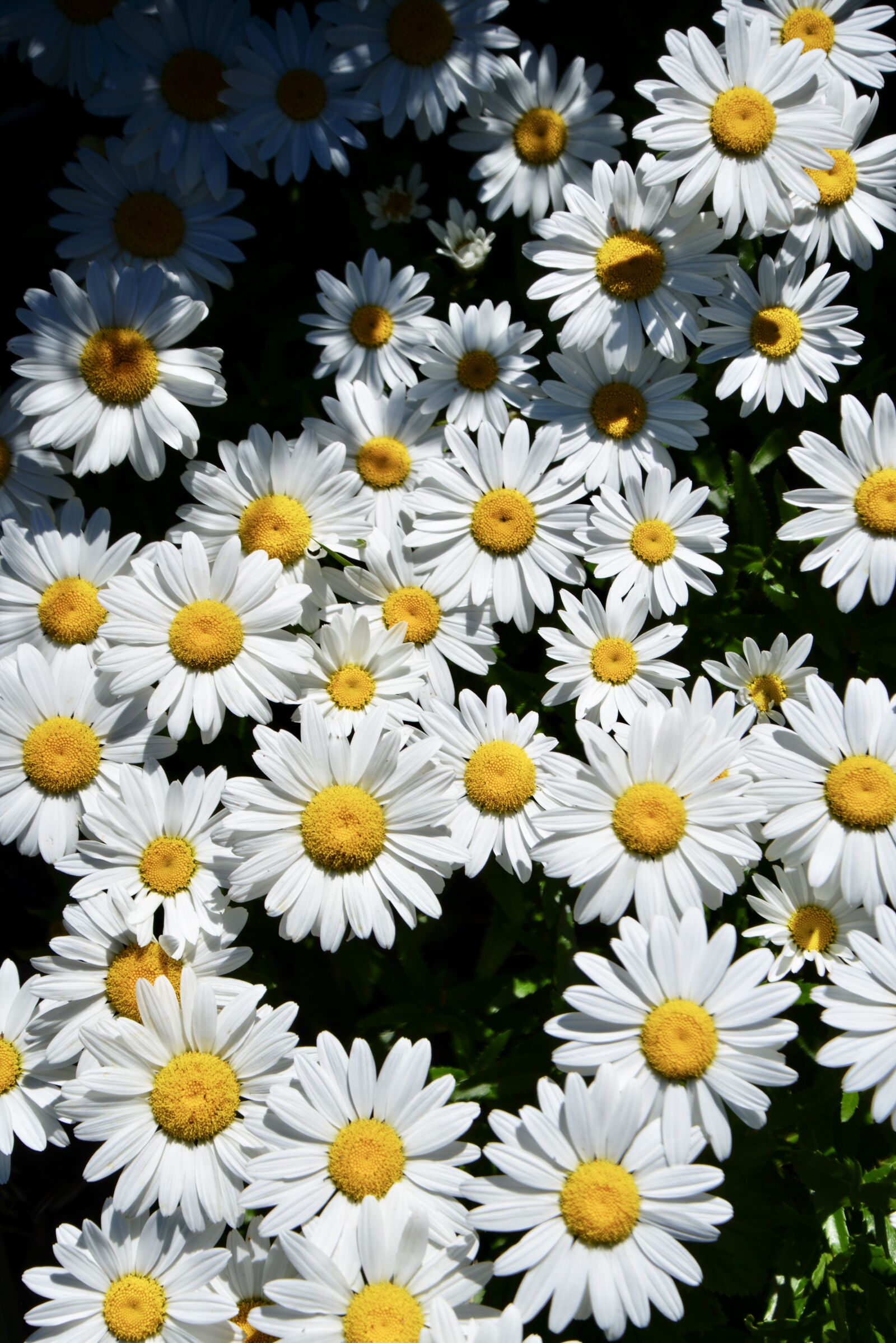 Nikon D600 sample photo. Daisy, flower, nature photography