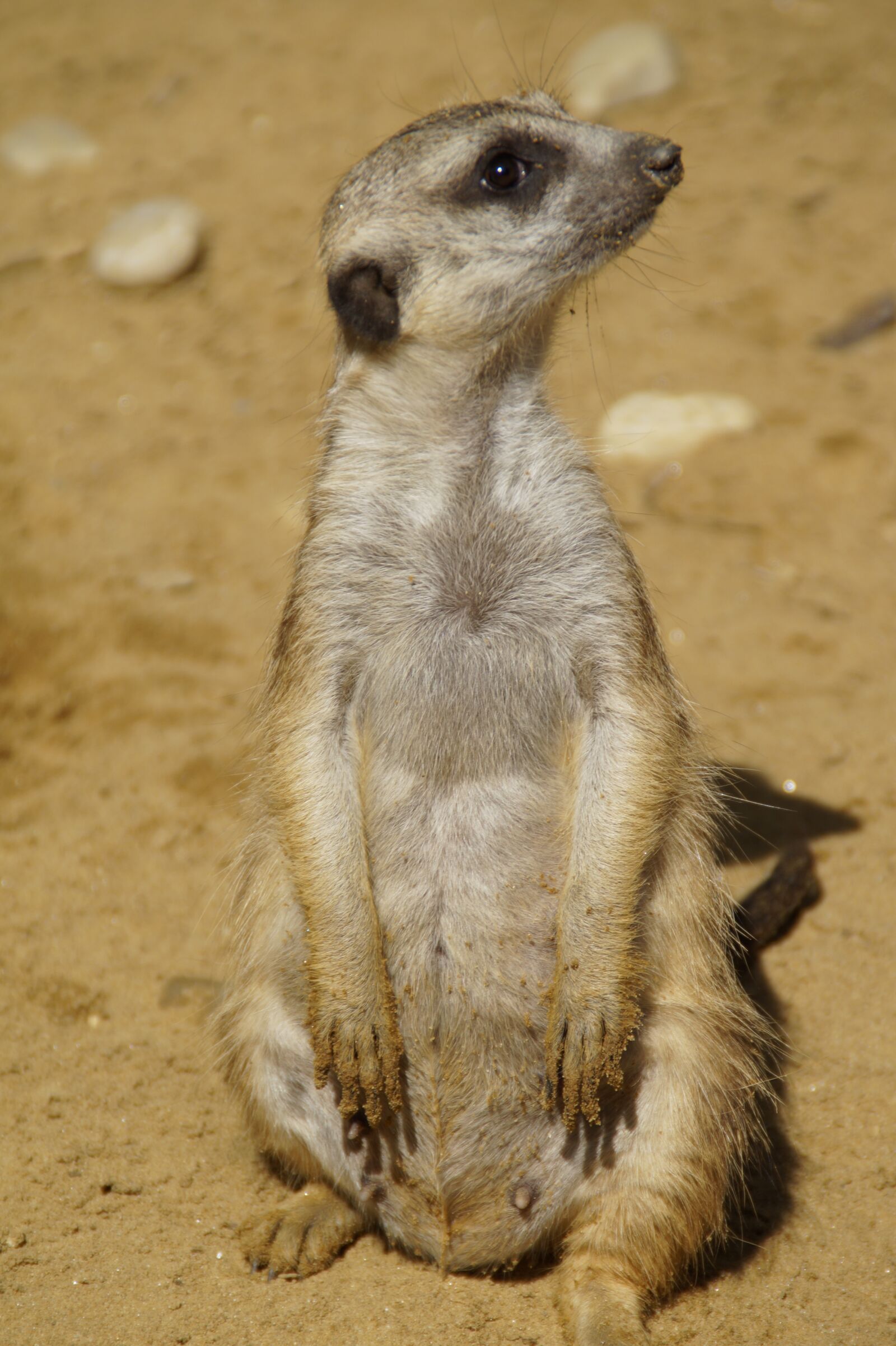 Sony SLT-A58 sample photo. Meerkat, cute, animal world photography
