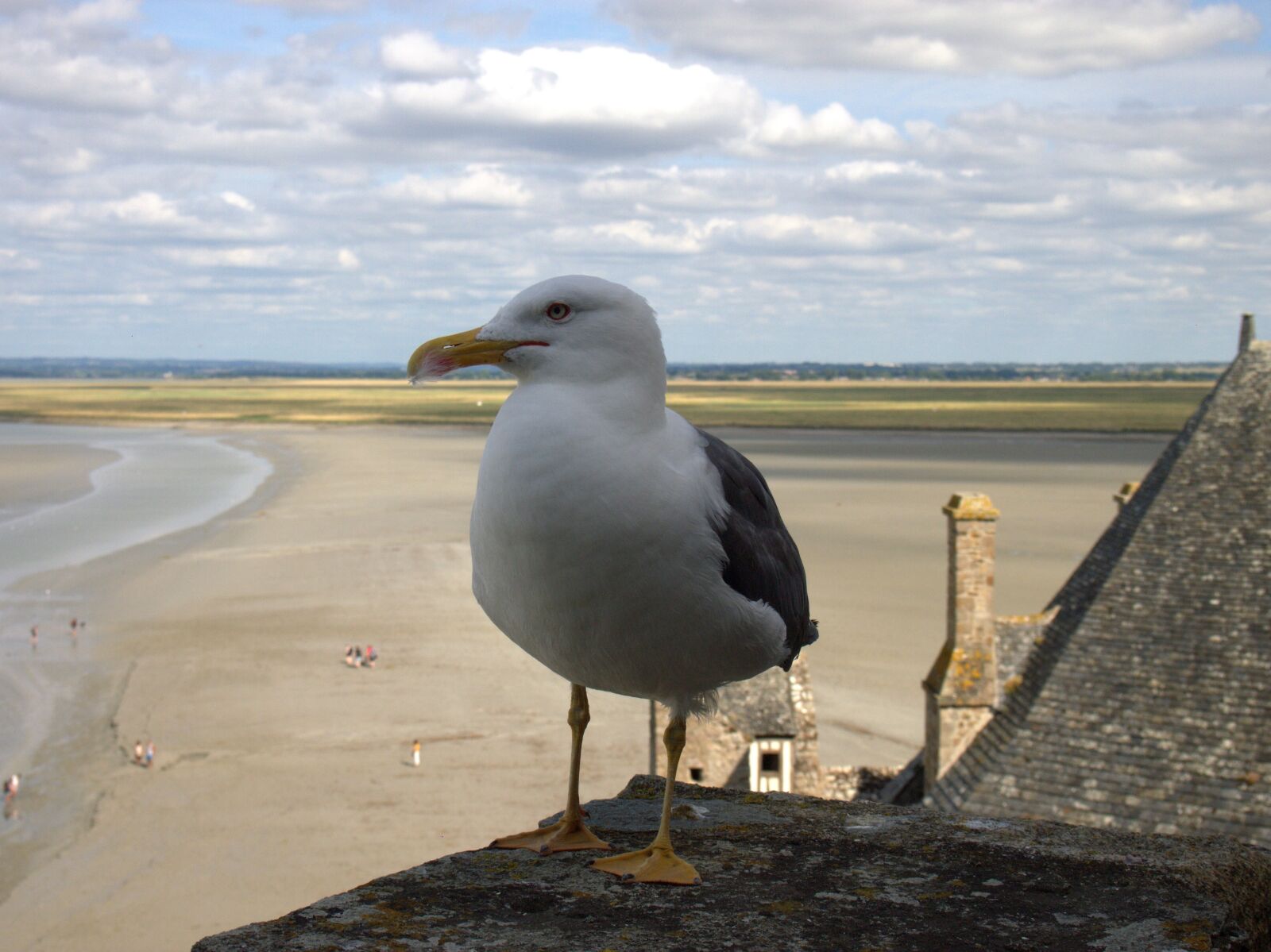 Olympus PEN E-PL3 sample photo. Mont sant michelle, seagull photography