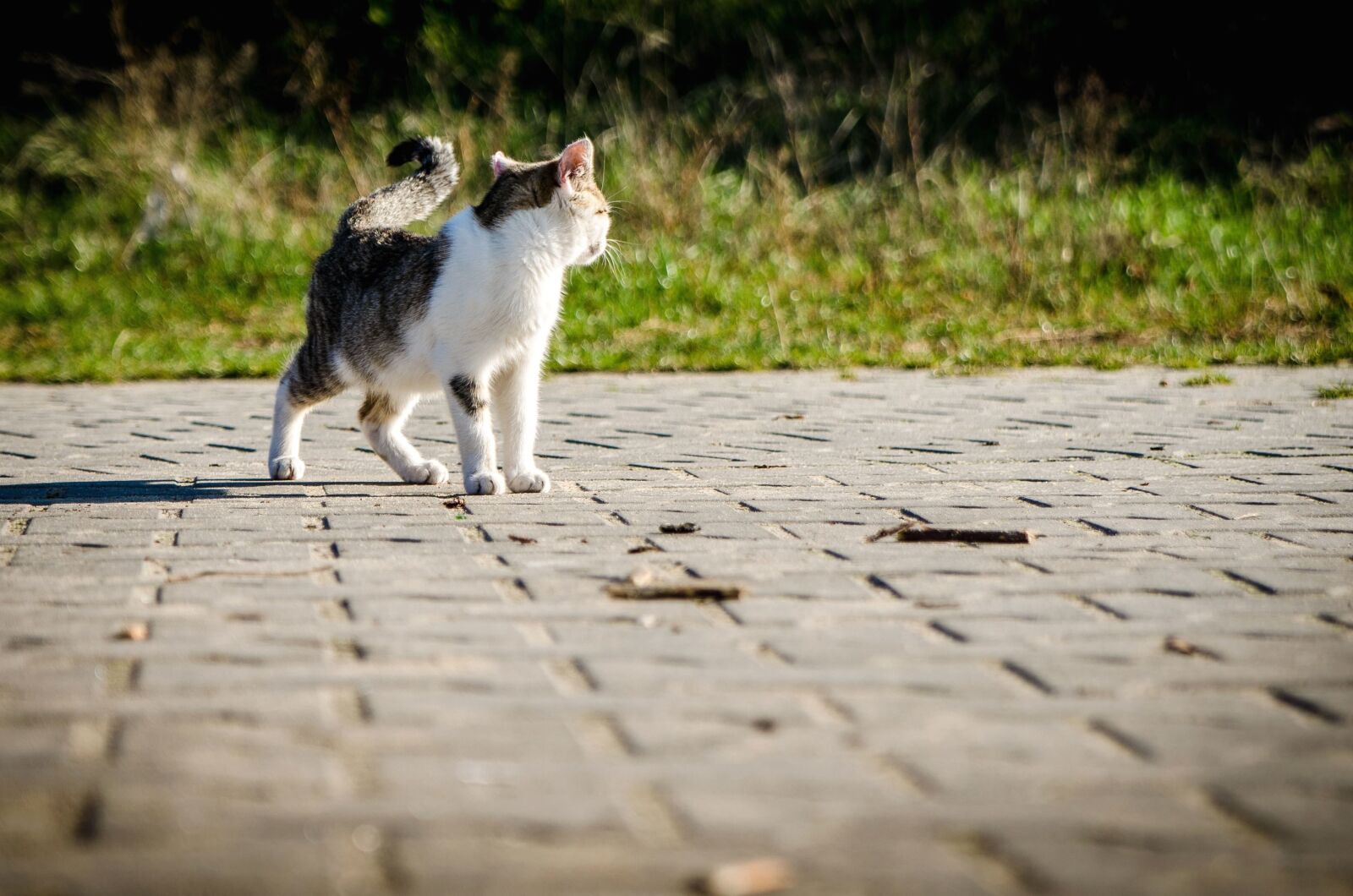 Nikon D5100 sample photo. Cat, animal, pet, concrete photography