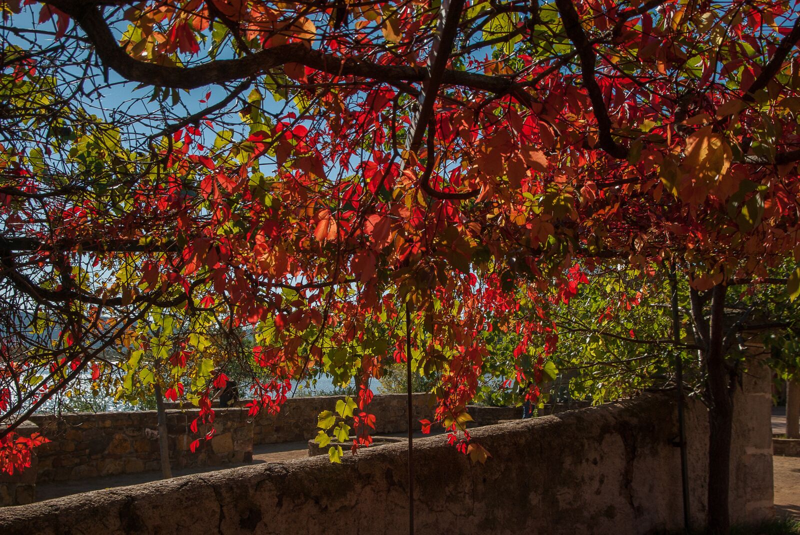Pentax K10D sample photo. Herald, creeper, fall photography