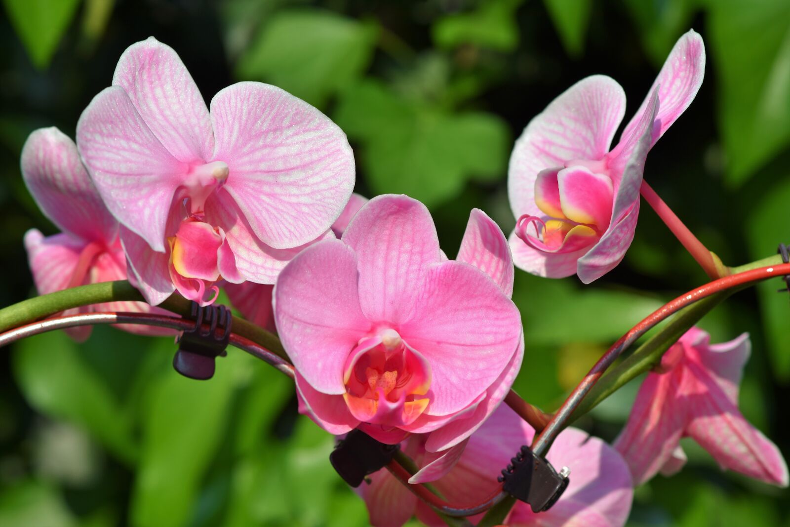 Nikon D7200 sample photo. Orchids, orchid flower, blossom photography